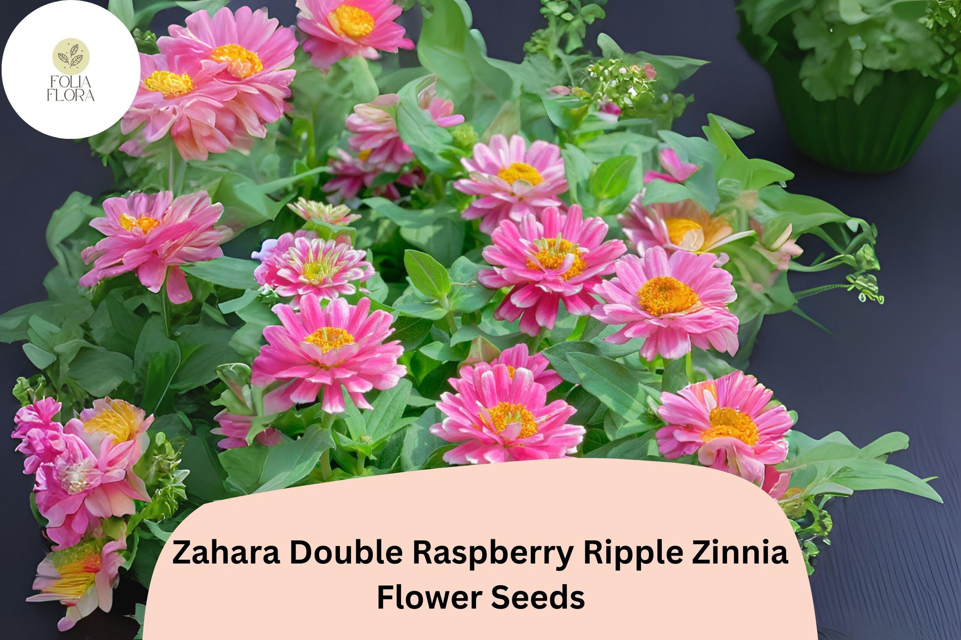 Zahara Raspberry Ripple Zinnia Seeds - 100+ Non-GMO Pink & White Bi-Color Blooms (Zinnia marylandica) for Summer Gardens
