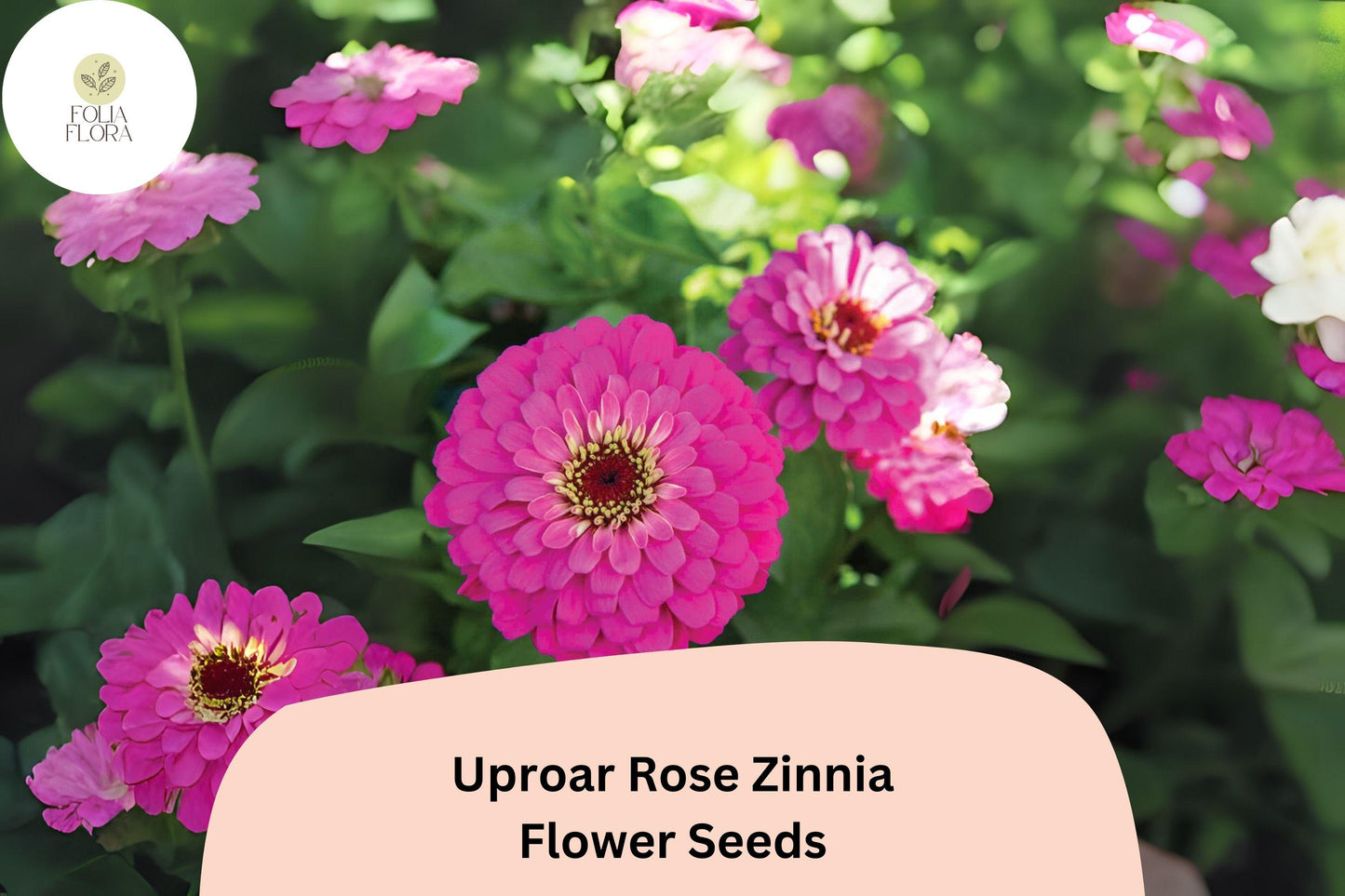 Zinnia Seeds - 100+ Uproar Rose Pink Blooms - Zinnia elegans - Non-GMO, Cut Flower Garden, Attracts Butterflies, Easy to Grow