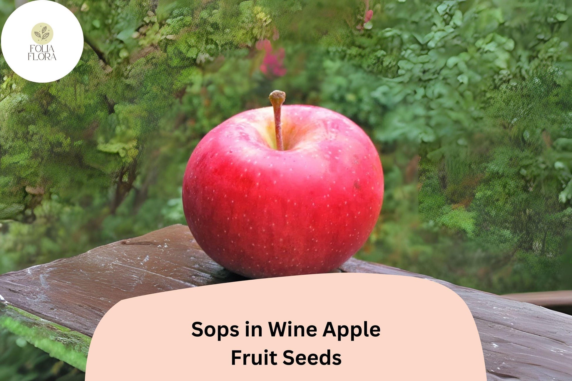 Sops in Wine Apple Seeds | 25+ Rare Heirloom Seeds | Red-Streaked Flesh | Malus domestica | Unique Flavor for Home Gardens