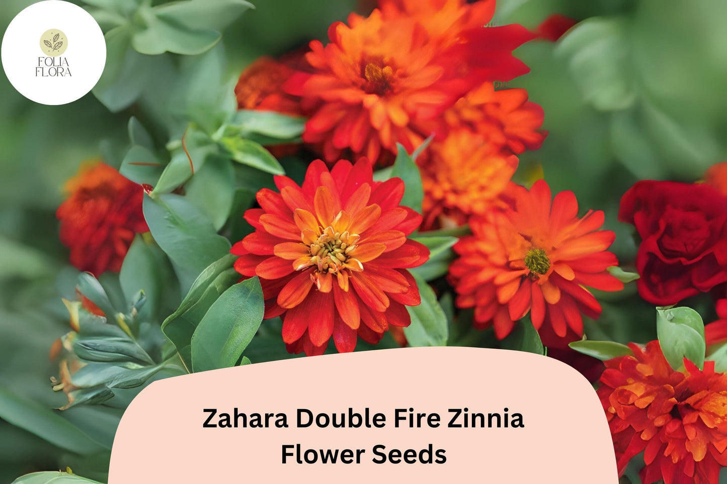 Zahara Double Fire Zinnia Seeds - 100+ Non-GMO Orange-Red Blooms (Zinnia marylandica) - Compact Annual for Borders & Containers