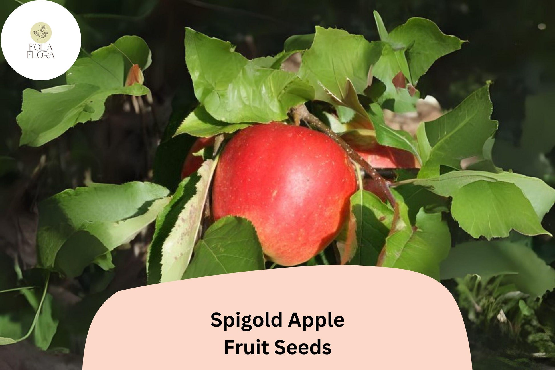 Spigold Apple Seeds - 25+ Heirloom Sweet-Tart Malus Domestica for Juicy Fruit, Pies, and Cider