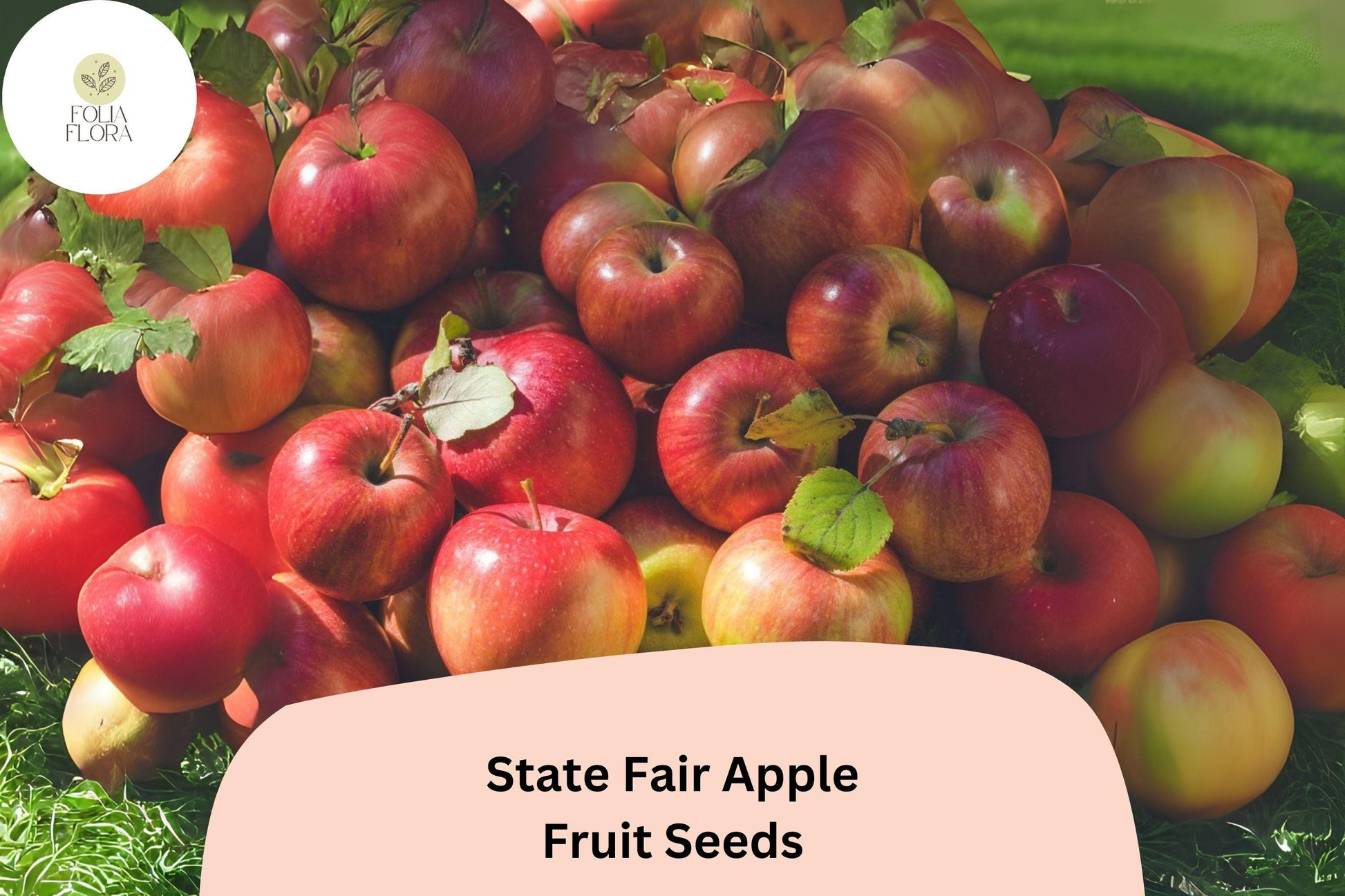 State Fair Apple Seeds - 25+ Cold Hardy Malus domestica, Sweet-Tart Variety for Northern Climates, Ideal for Baking & Cider