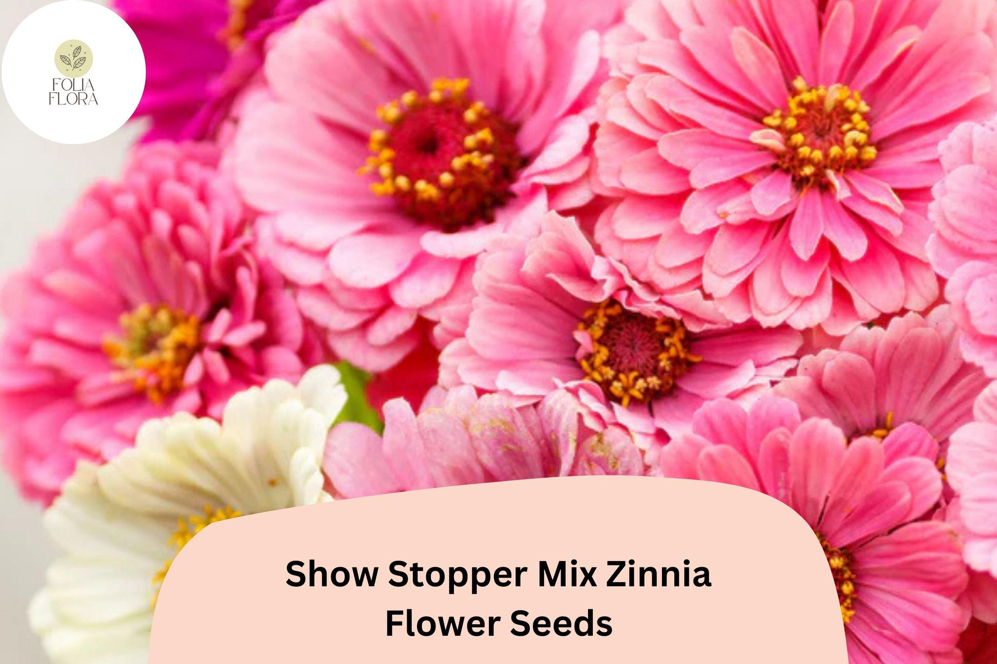 Show Stopper Zinnia Seeds - 100+ Non-GMO Multi-Color Mix - Zinnia elegans - Easy to Grow Annual for Pollinator Gardens