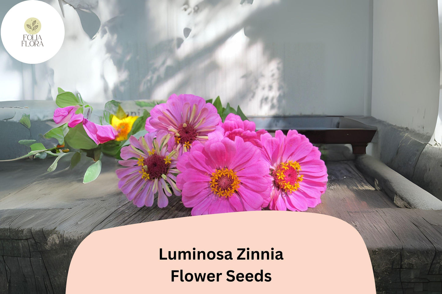 Luminosa Zinnia Seeds - 100+ Non-GMO Bright Pink Blooms for Garden & Cut Flowers - Zinnia elegans