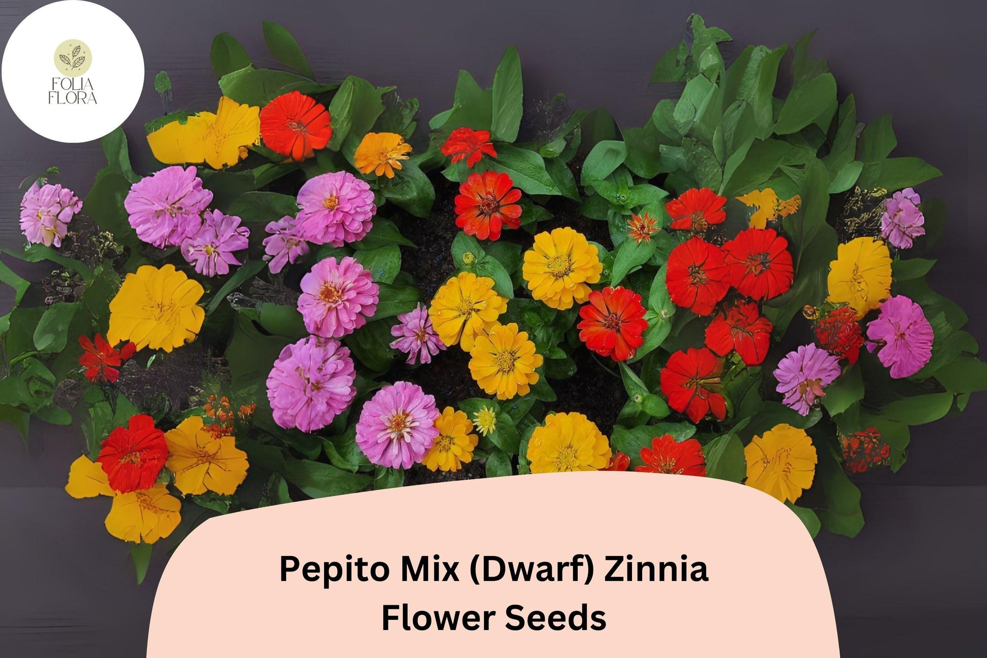 Pepito Mix Zinnia Seeds - Dwarf Easy-Grow Annual Flowers - Zinnia elegans - 100+ Non-GMO Seeds for Colorful Borders & Containers