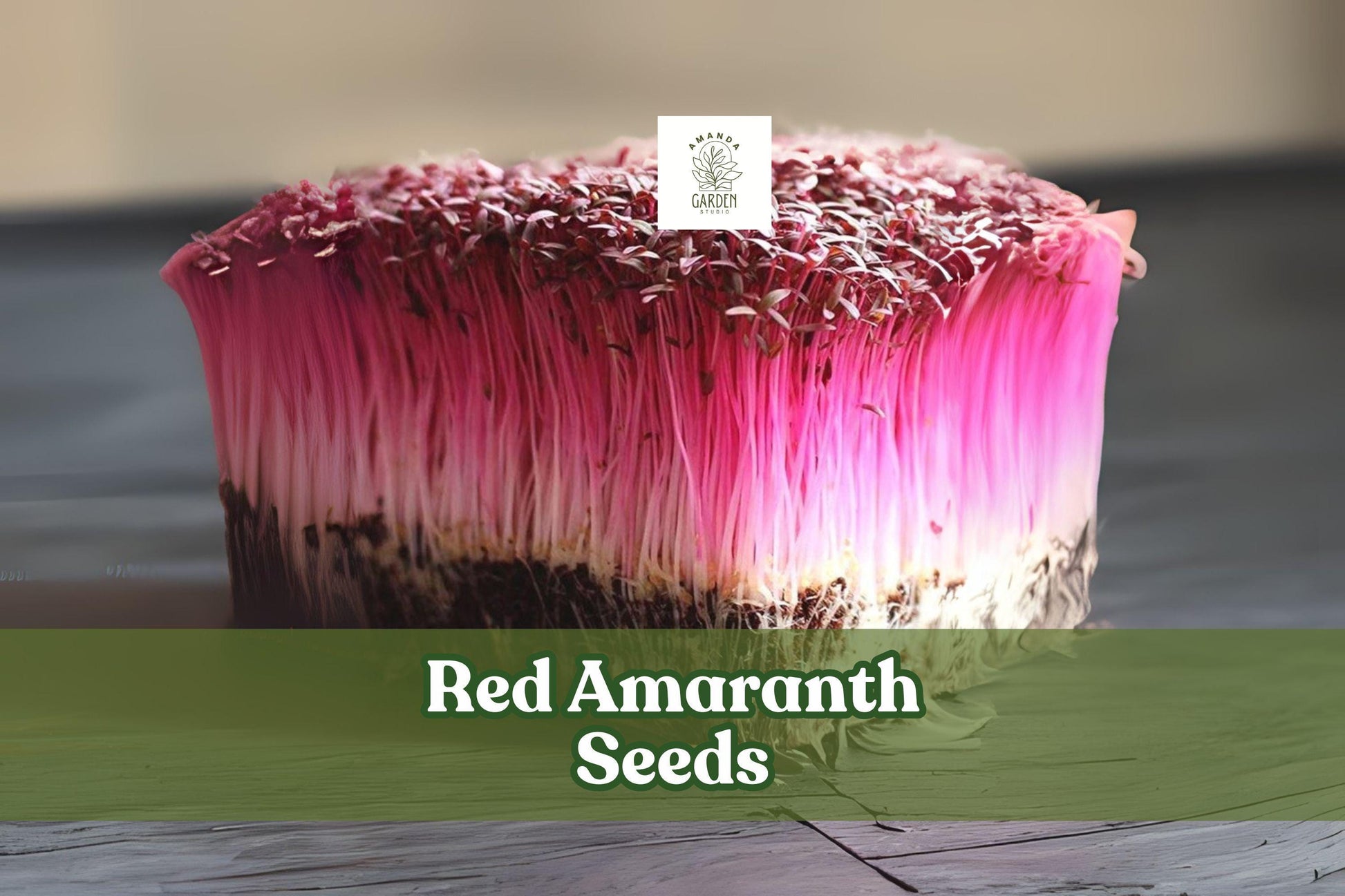 Red Amaranth Seeds 200 Count Heirloom Non-GMO Microgreens Amaranthus spp. Vibrant Red Leaves for Salads & Smoothies