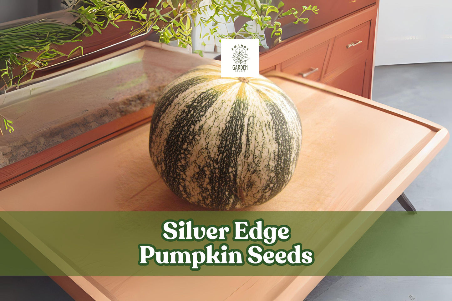 Silver Edge Pumpkin Seeds - 10 Non-GMO Striped Heirloom Squash Seeds, Cucurbita pepo var. argyrosperma, Easy to Grow