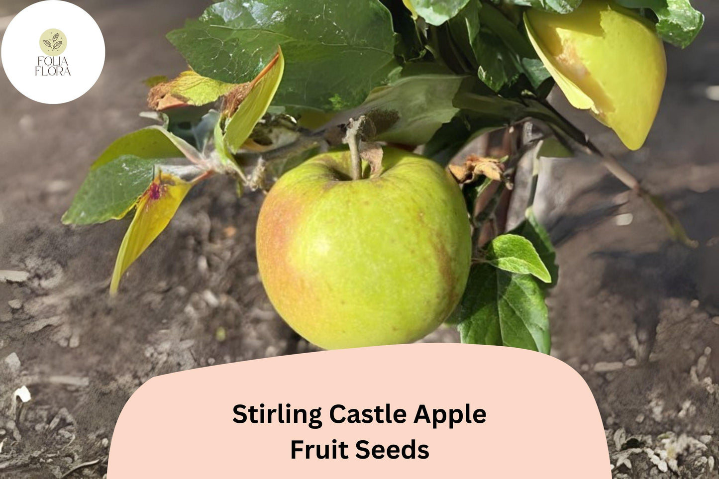 Stirling Castle Apple Seeds - 25+ Heirloom Scottish Seeds (Malus domestica) for Juicy Tart-Sweet Fruit, Ideal for Cooking & Baking