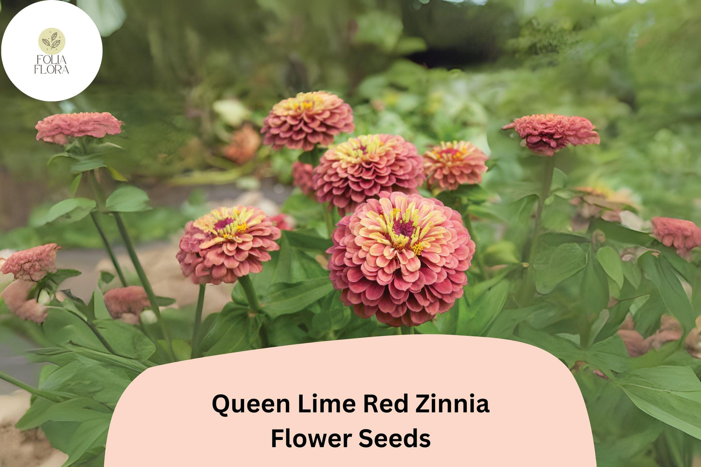Queen Lime Red Zinnia Seeds - 100+ Non-GMO Zinnia elegans - Unique Red & Lime Blooms for Gardens & Bouquets