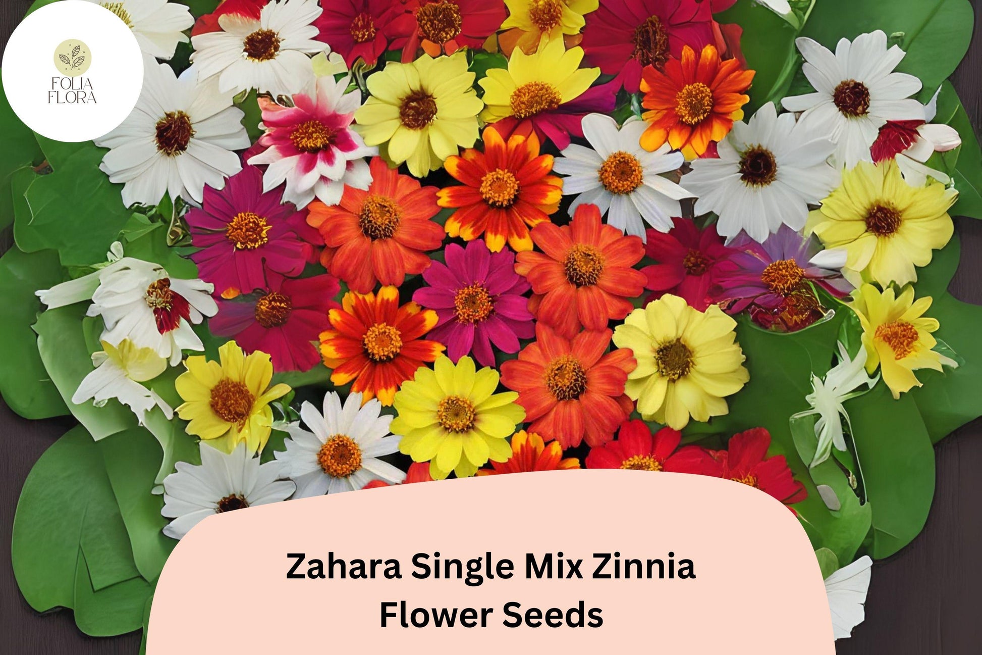 Zahara Single Mix Zinnia Seeds - 100+ Non-GMO Zinnia marylandica - Vibrant Low-Growing Blooms for Containers & Gardens
