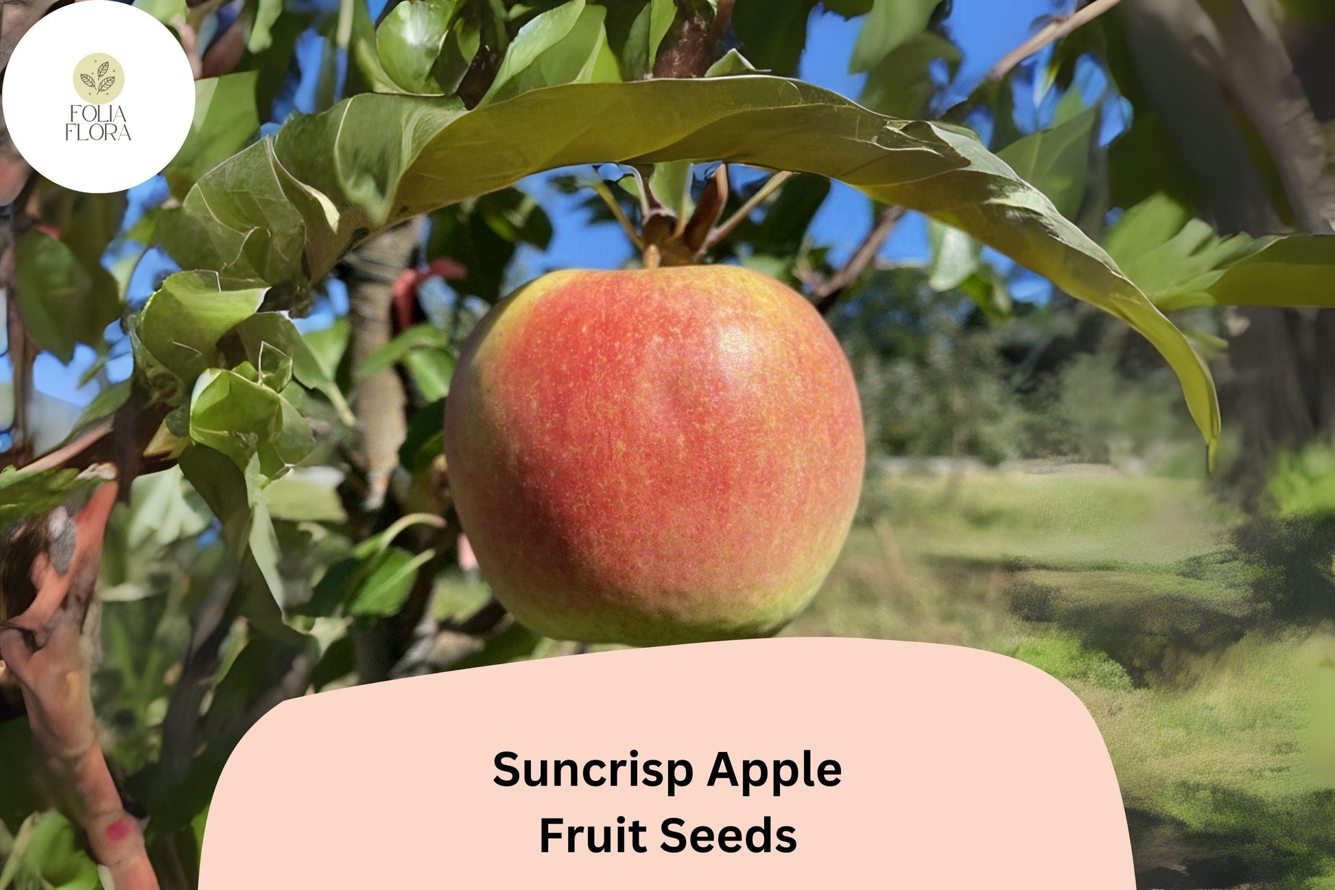 25+ Suncrisp Apple Seeds | Late-Ripening Sweet-Tart Variety | Malus domestica | Yellow-Gold with Orange-Red Blush