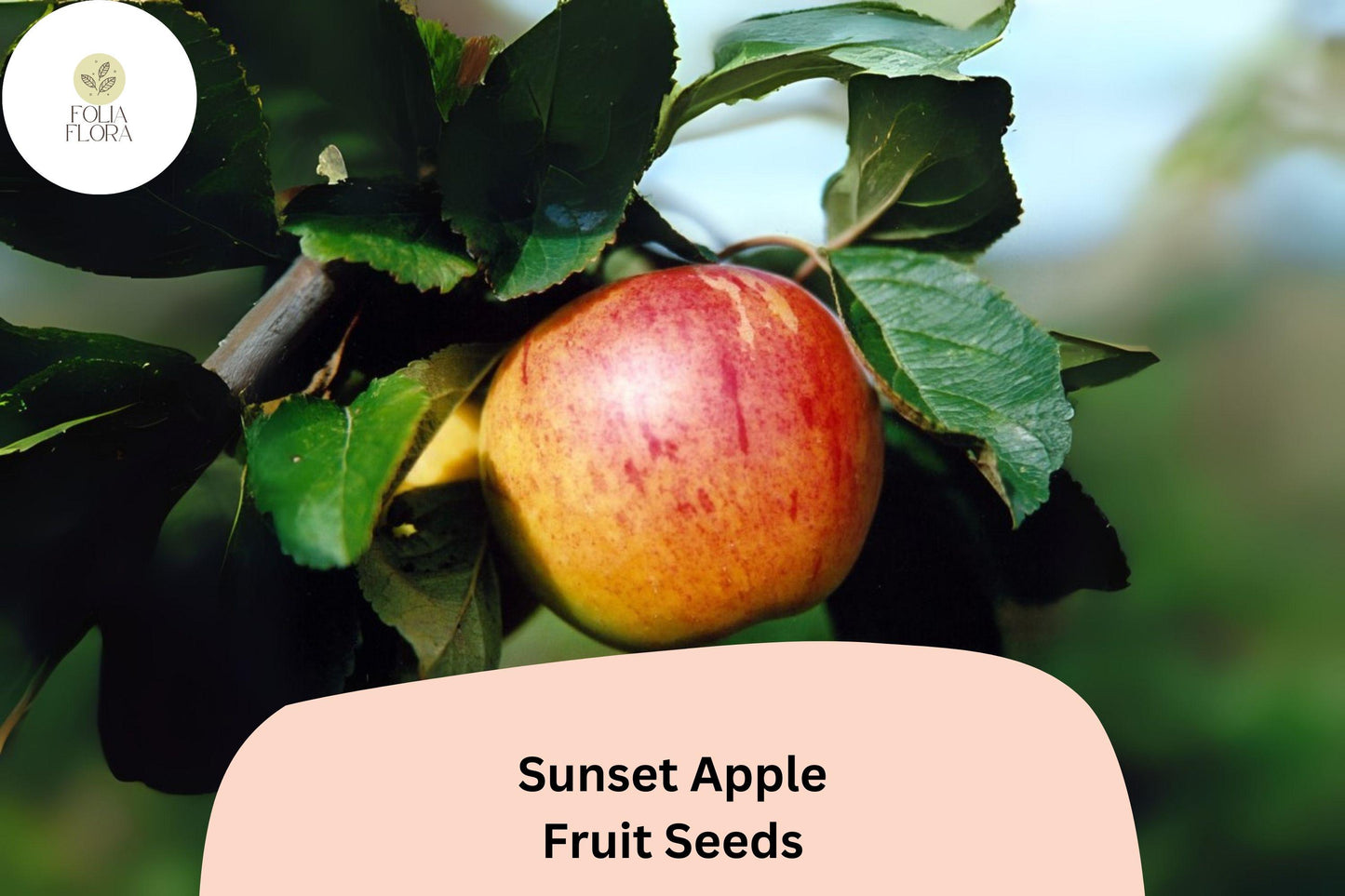 Sunset Apple Seeds | 25+ Seeds | Classic English Dessert Apple | Malus domestica | Sweet & Crisp Flavor | Orange-Red Skin