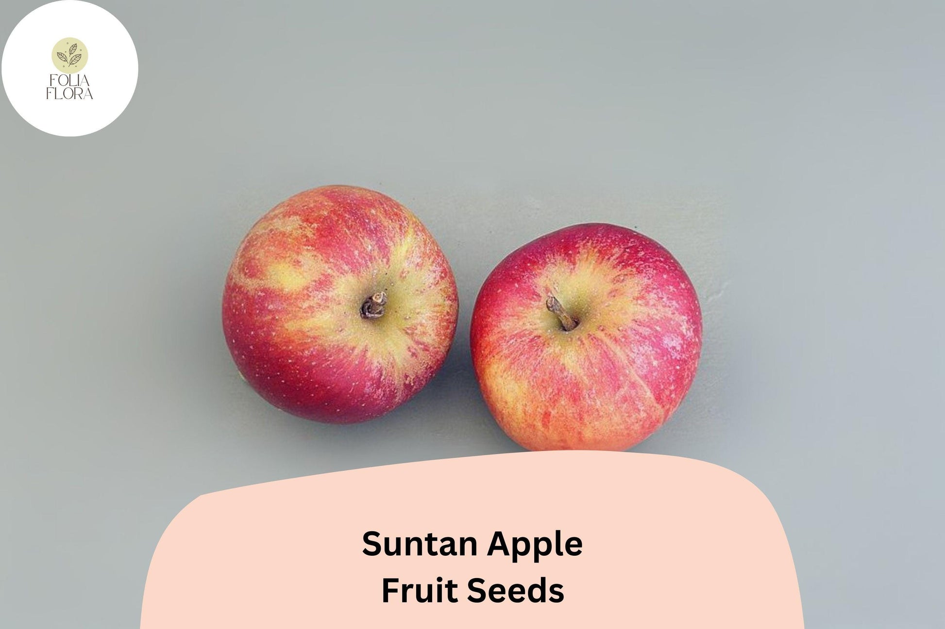 Suntan Apple Seeds - 25+ Malus domestica, Late Season English Variety, Golden Red Skin, Sweet Flavor, Ideal for Home Garden