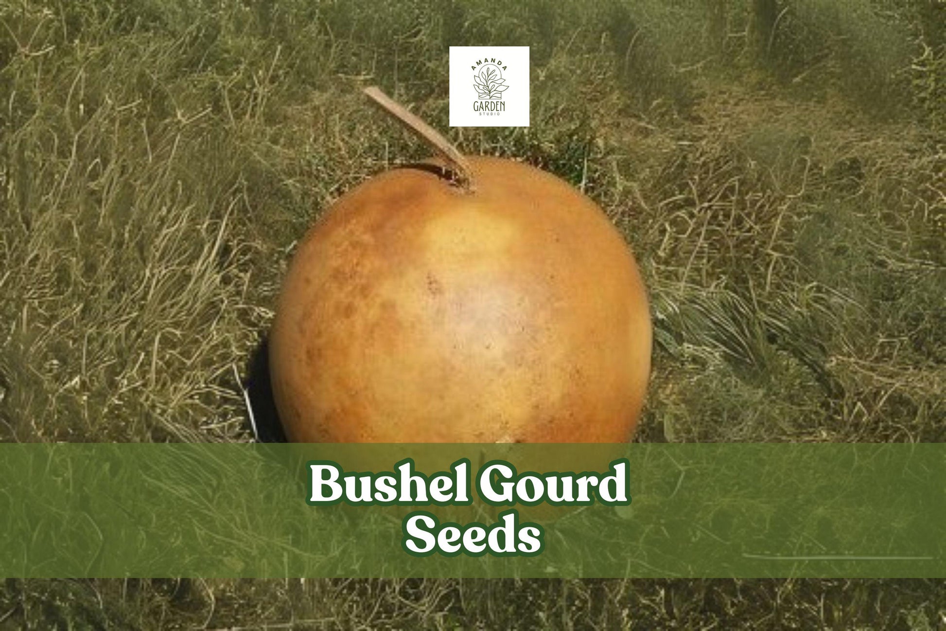 10 Bushel Gourd Seeds - Giant Round Ornamental Gourds for Crafts - Lagenaria siceraria - Easy to Grow, Perfect for Decoration
