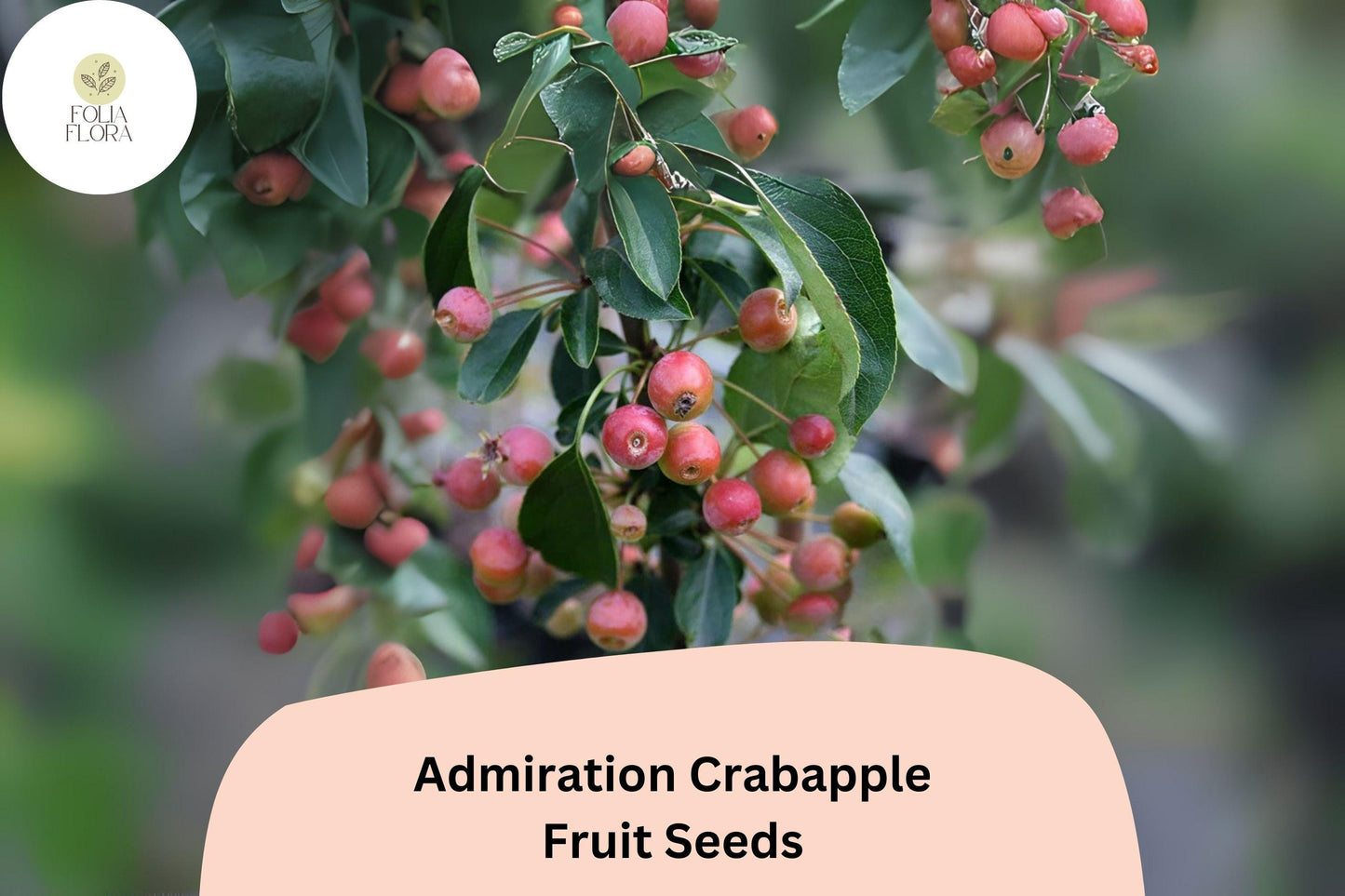 Admiration Crabapple Seeds | 25+ Seeds | Pink-White Blooms & Red Fruits | Malus admiral | Ornamental Tree