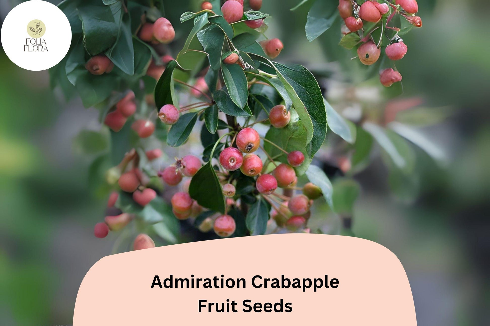 Admiration Crabapple Seeds | 25+ Seeds | Pink-White Blooms & Red Fruits | Malus admiral | Ornamental Tree