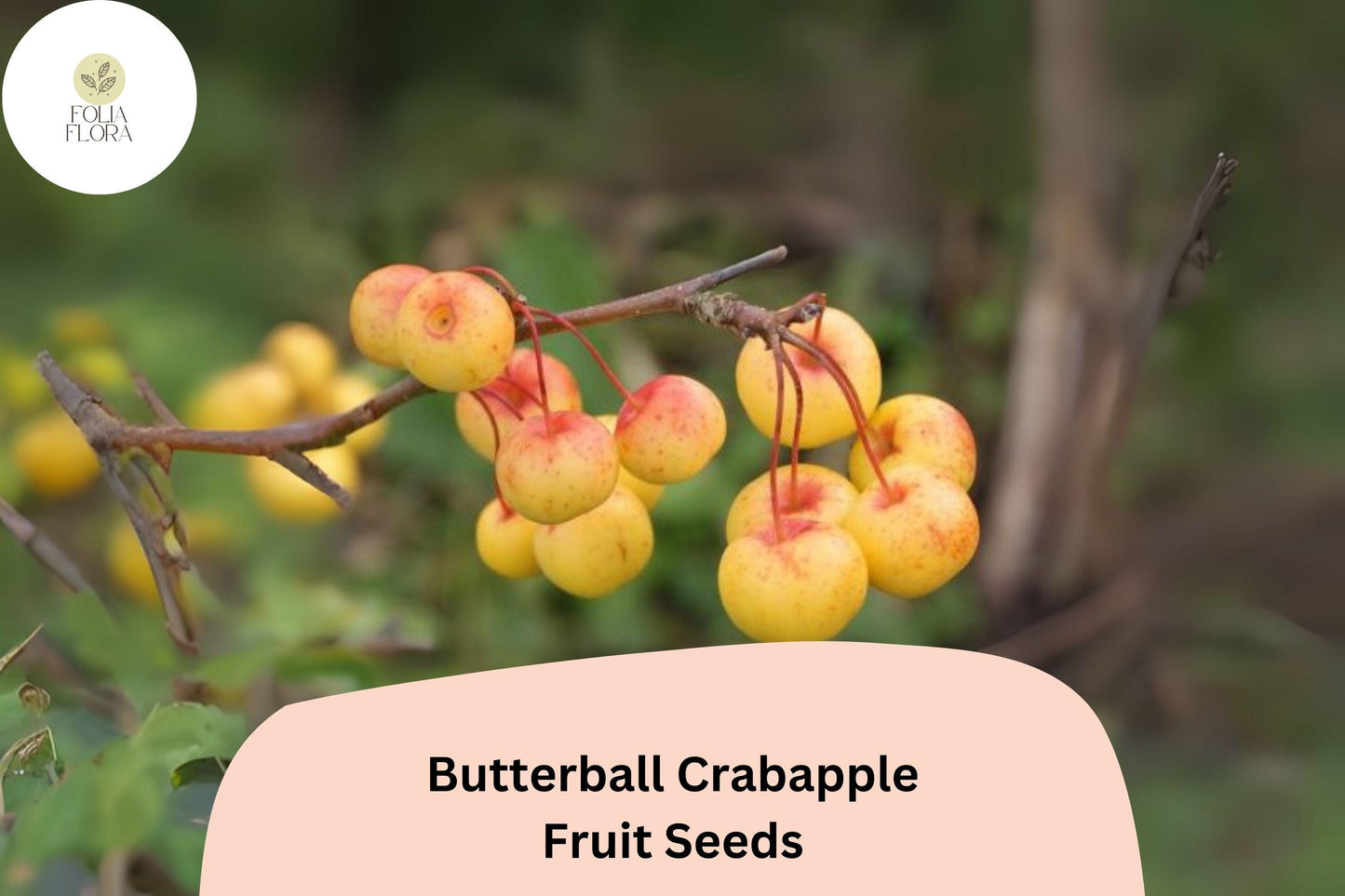Butterball Crabapple Seeds | 25+ Seeds | Yellow Fruit & White Spring Blooms | Malus ‘Butterball’