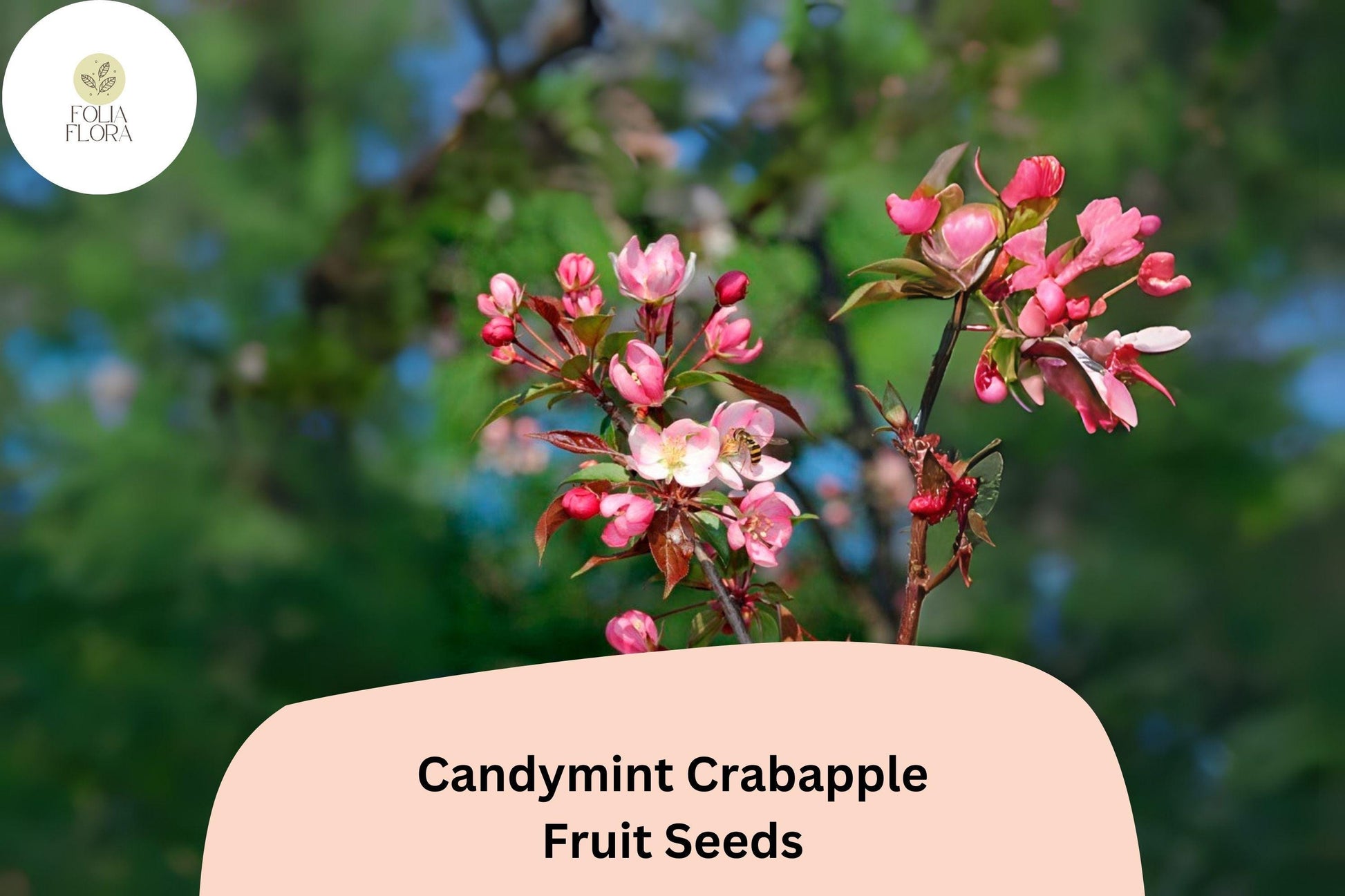 Candymint Crabapple Seeds - 25+ Malus ‘Candymint’ Pink Blossoms, Red Fruit, Ornamental Tree for Gardens & Landscapes