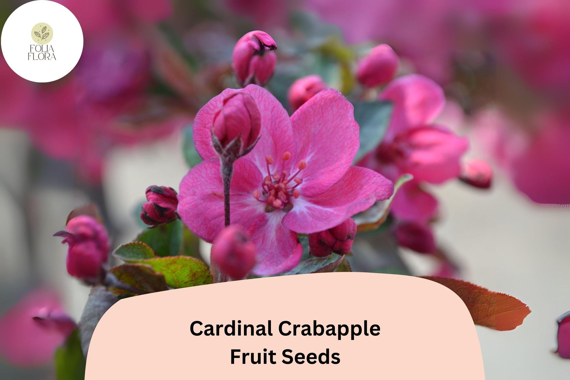 Cardinal Crabapple Seeds | 25+ Purple Foliage, Pink Blossoms, Red Fruit - Malus ‘Cardinal’ for Vibrant Gardens and Landscapes