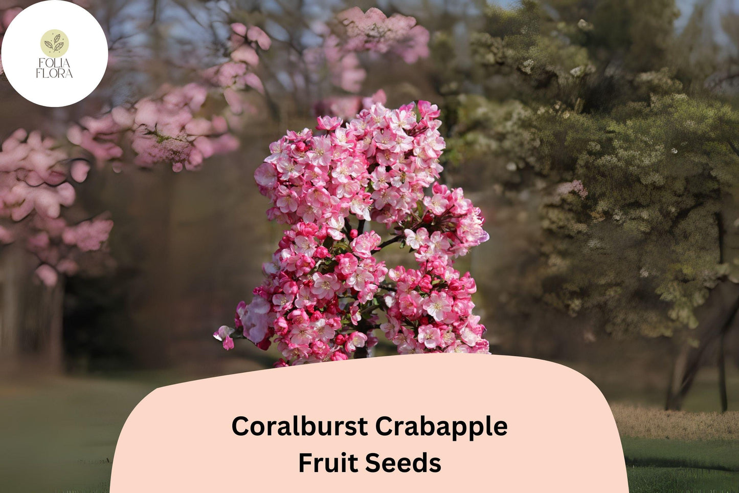 Coralburst Crabapple Seeds - 25+ Pink Blossom, Red Fruit Seeds - Malus 'Coralburst' for Gardens & Landscapes