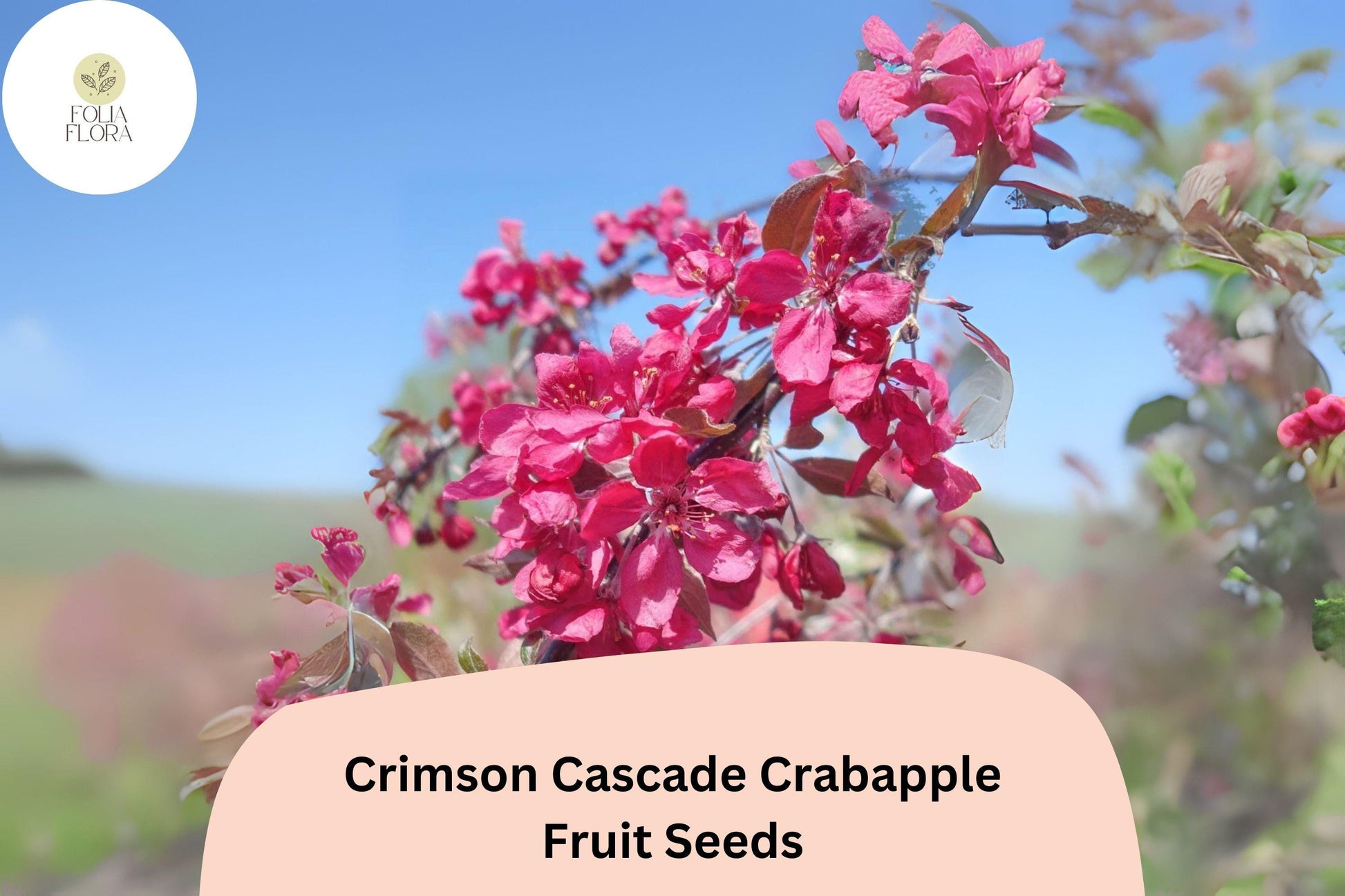 Crimson Cascade Crabapple Seeds - 25+ Deep Pink Blossoms, Red Fruit, Malus ‘Crimson Cascade’ - Hardy Ornamental Tree