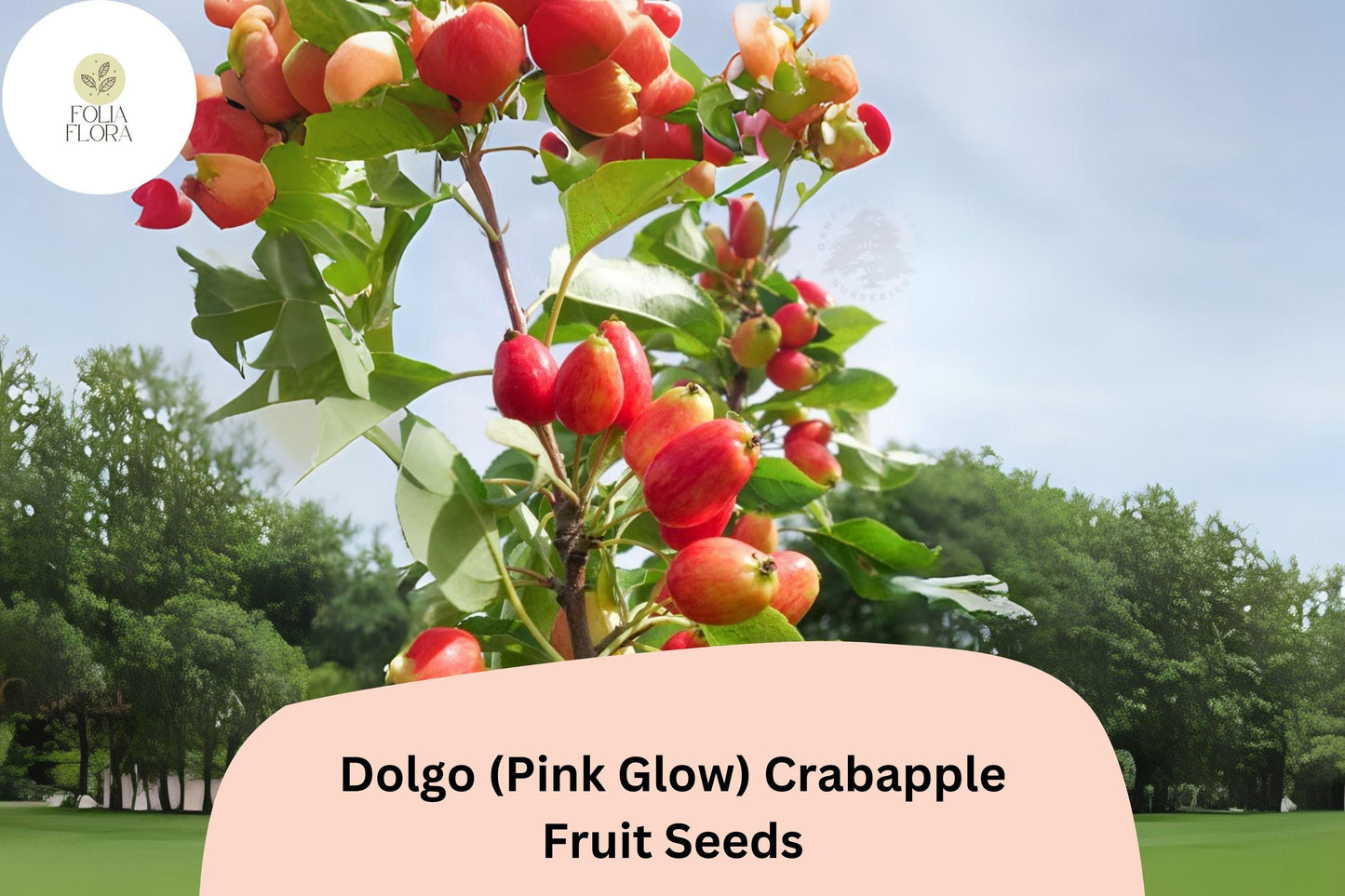 Dolgo Crabapple Seeds | 25+ Pink Blossom & Red Fruit Seeds | Malus ‘Dolgo’ | Ornamental Tree for Gardens