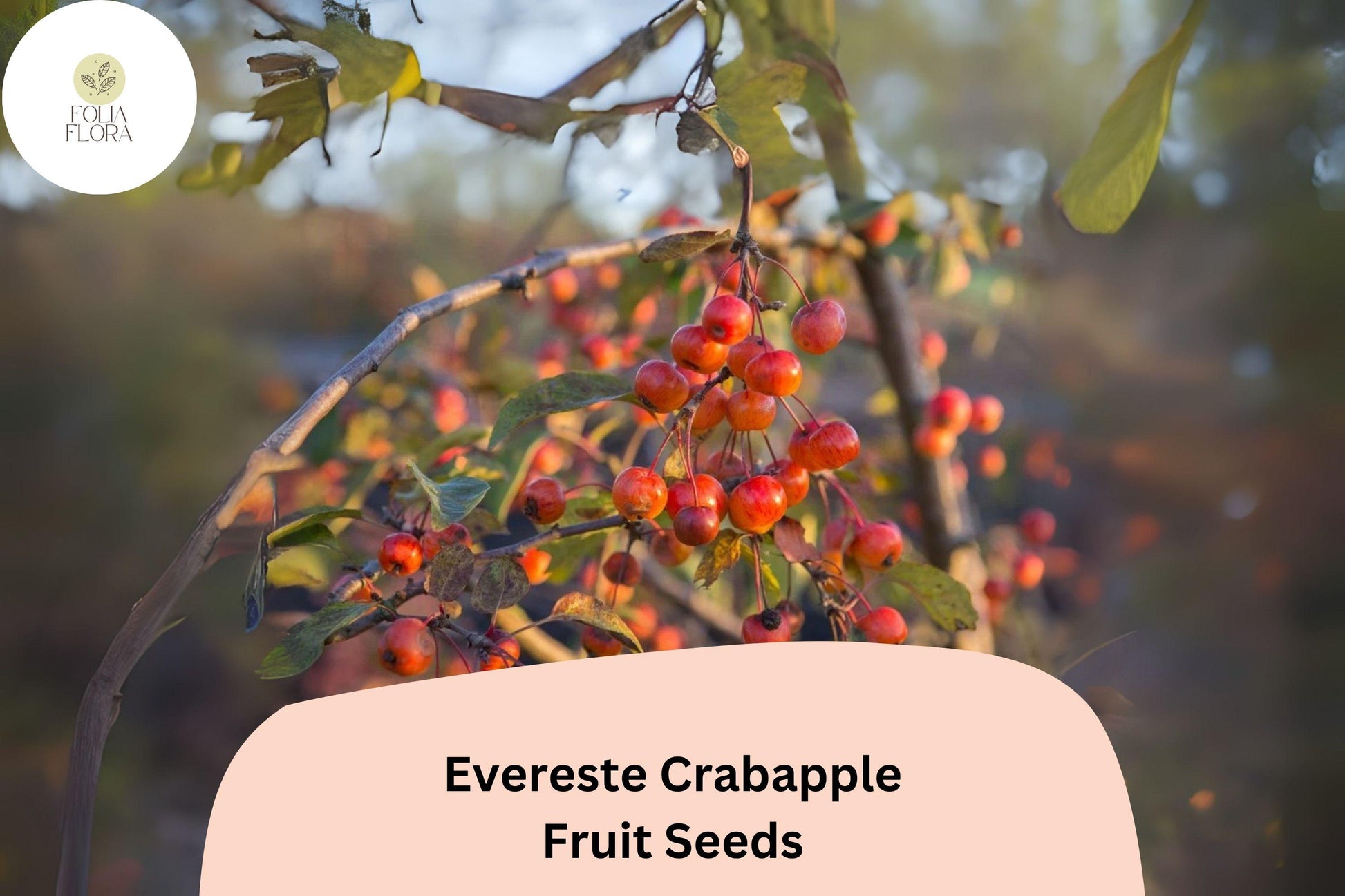 Evereste Crabapple Tree Seeds - 25+ Malus 'Evereste' Pink Blossoms, Red Fruits, Hardy Ornamental Tree for Gardens