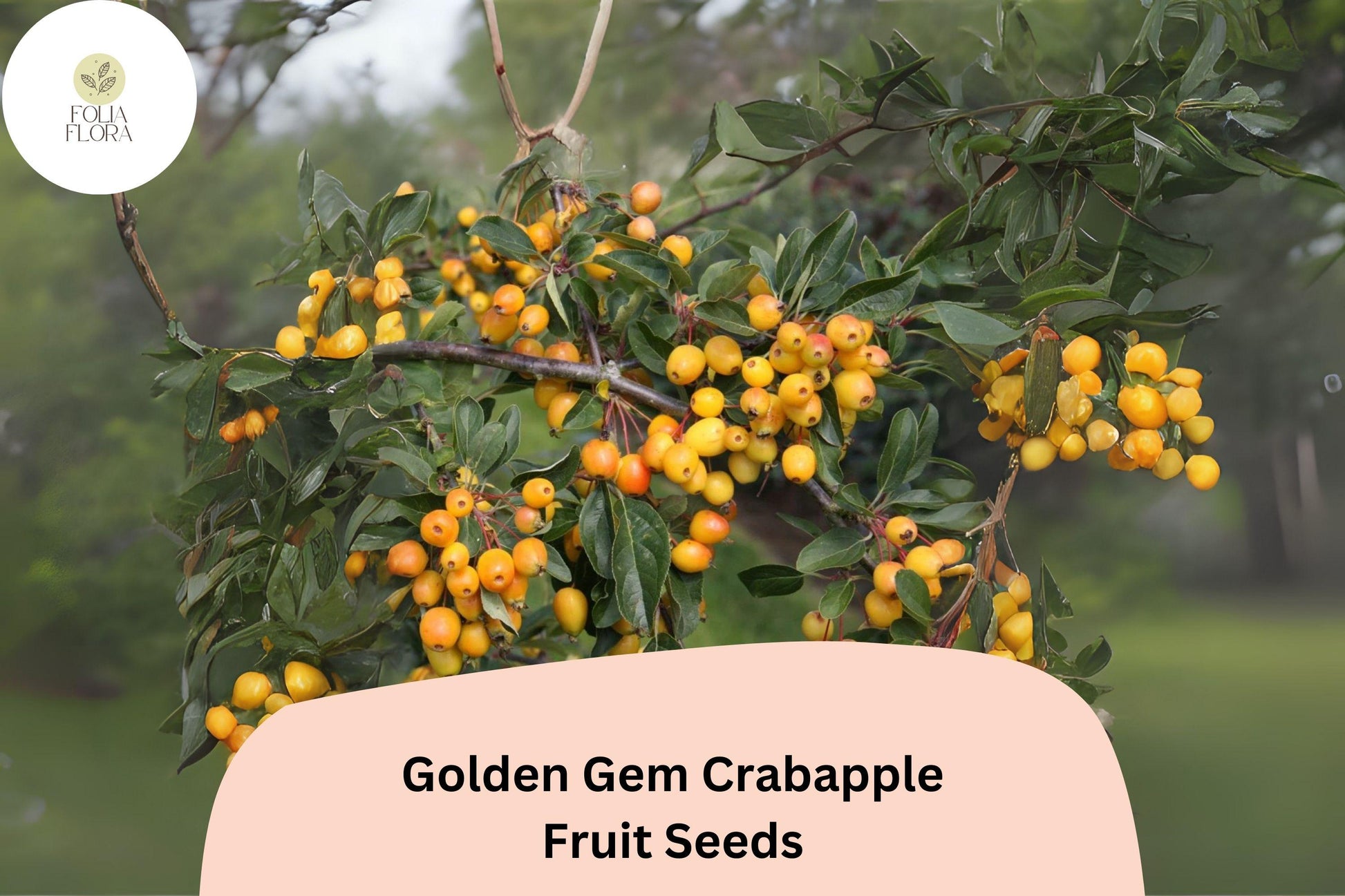 25+ Golden Gem Crabapple Seeds | Pink Blossoms, Golden Fruit | Malus ‘Golden Gem’ | Ornamental Tree for Garden & Landscape