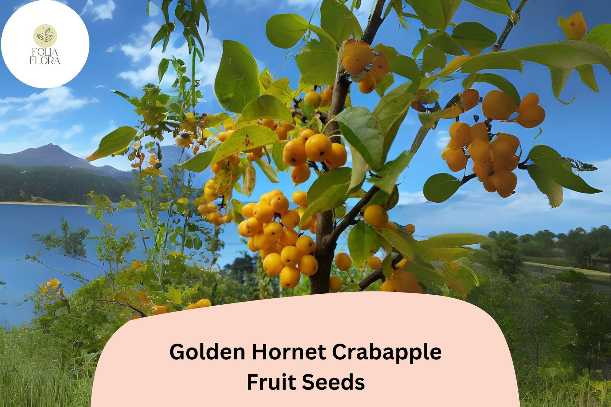Golden Hornet Crabapple Seeds - 25+ Seeds, Yellow Fruit, Ornamental Tree (Malus ‘Golden Hornet’) for Gardens & Landscapes