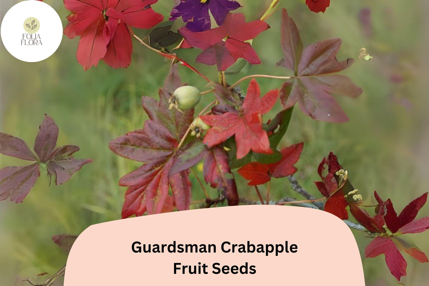 25+ Guardsman Crabapple Seeds | Malus ‘Guardsman’ | Red-Pink Spring Blossoms & Bright Fruit | Ornamental Tree Seeds