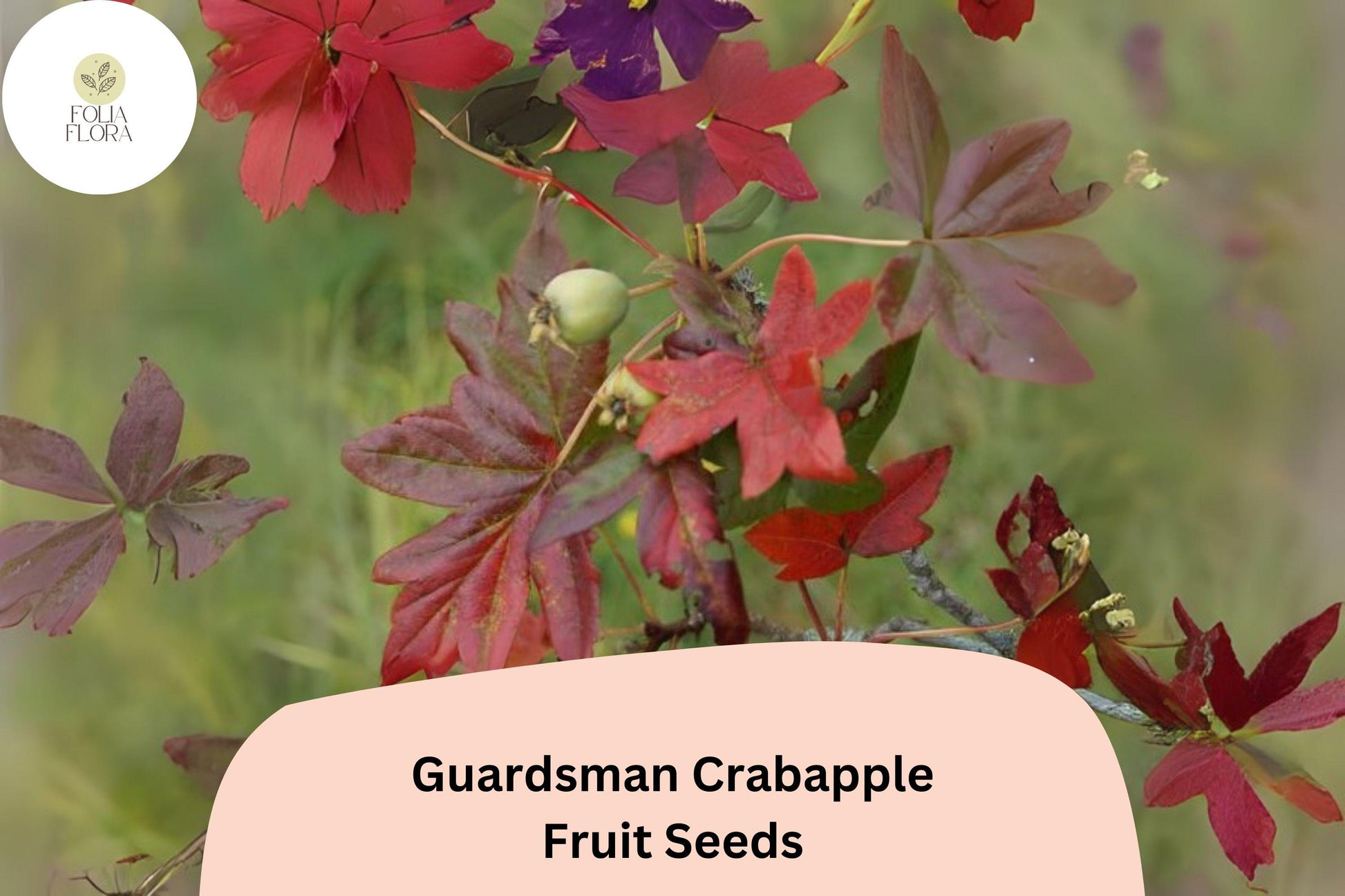 25+ Guardsman Crabapple Seeds | Malus ‘Guardsman’ | Red-Pink Spring Blossoms & Bright Fruit | Ornamental Tree Seeds
