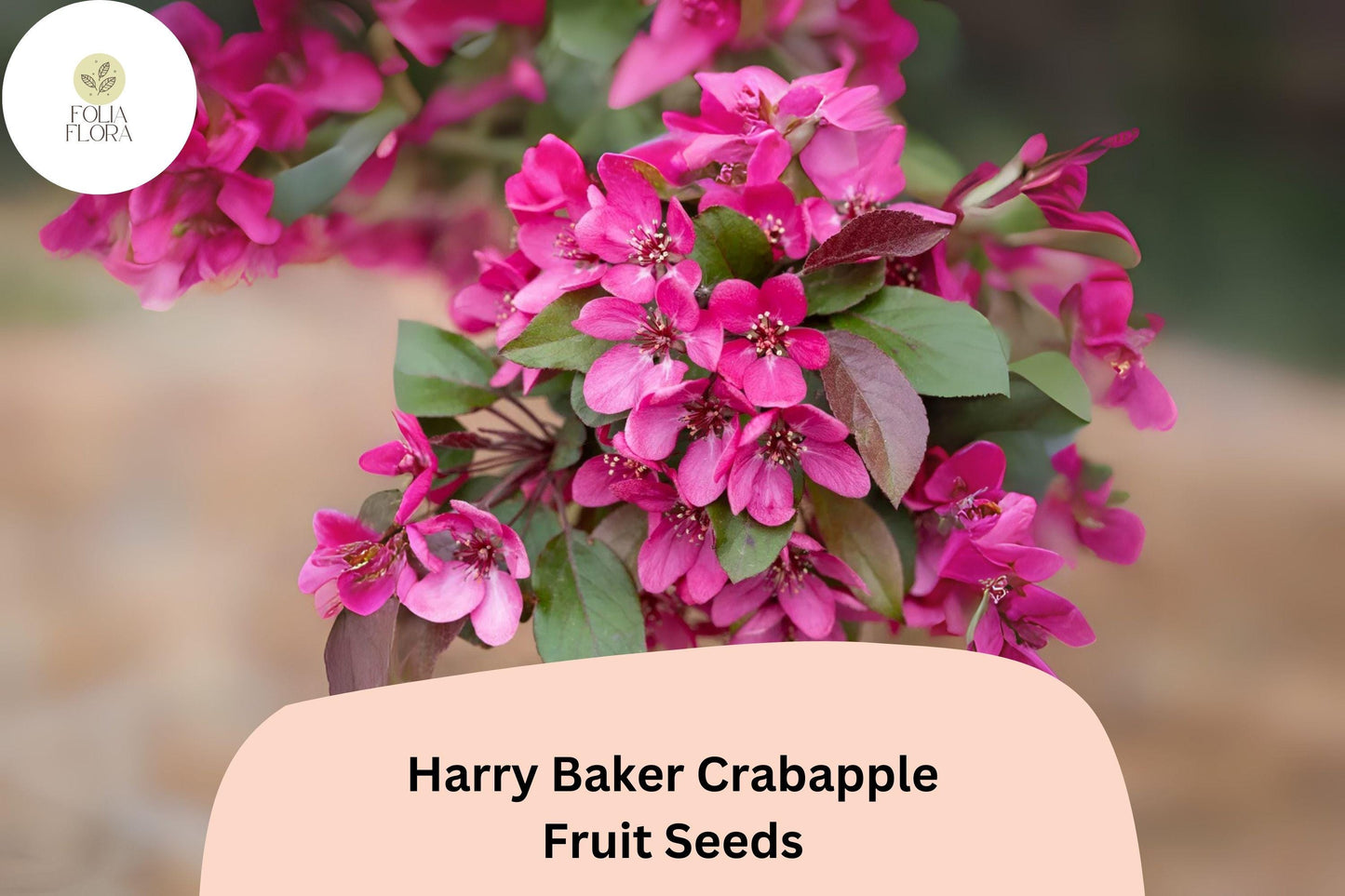 Harry Baker Crabapple Seeds - 25+ Ornamental Tree Seeds, Deep Red-Purple Blossoms, Malus ‘Harry Baker’