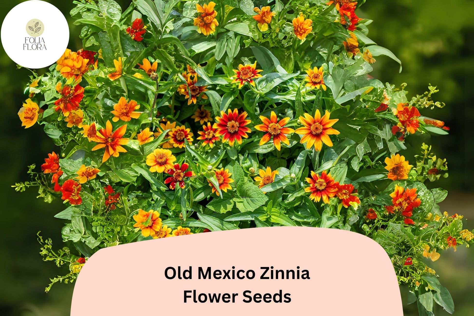 Old Mexico Zinnia Seeds – 100+ Non-GMO Rustic Red & Gold Bicolor Blooms (Zinnia haageana) for Gardens & Containers