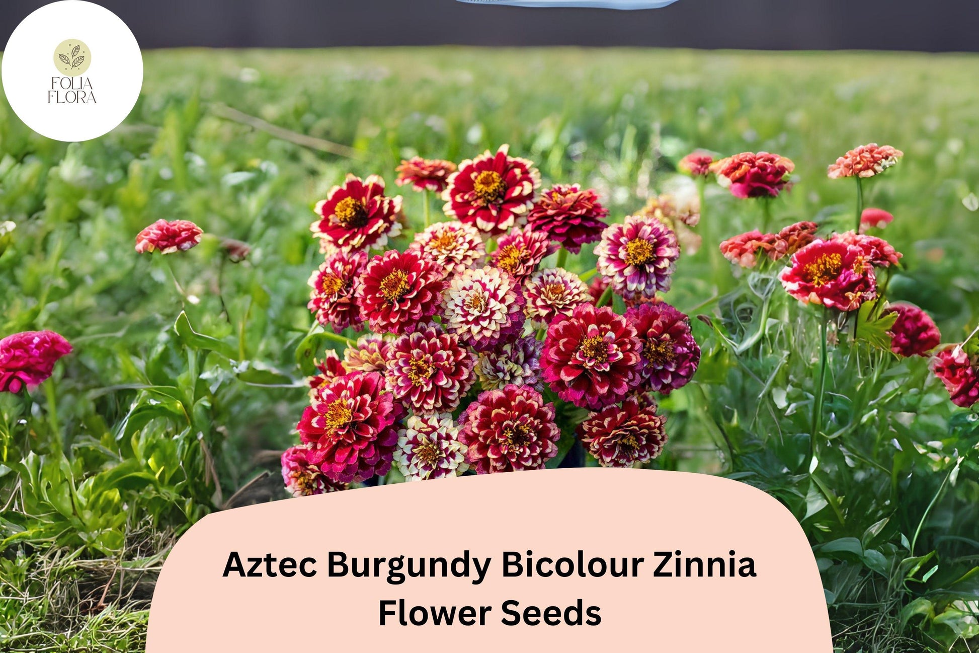 Aztec Burgundy Bicolor Zinnia Seeds - 100+ Non-GMO Zinnia haageana, Red & Yellow Garden Blooms, Pollinator-Friendly Annual