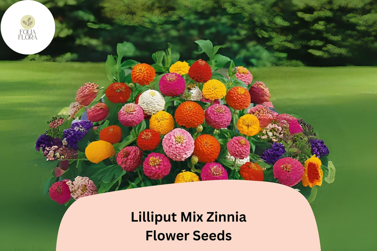 Lilliput Mix Zinnia Seeds - 100+ Non-GMO, Small Pompon Blooms, Vibrant Colors, Zinnia elegans for Borders & Bouquets