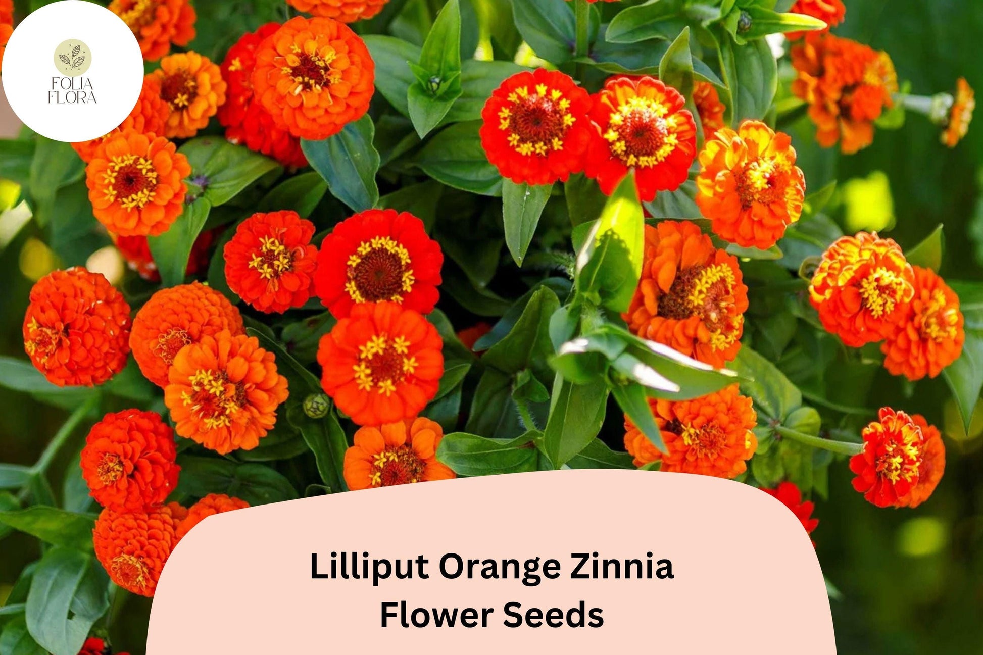 Lilliput Orange Zinnia Seeds - 100+ Non-GMO Mini Pompon Blooms (Zinnia elegans) for Borders & Summer Gardens