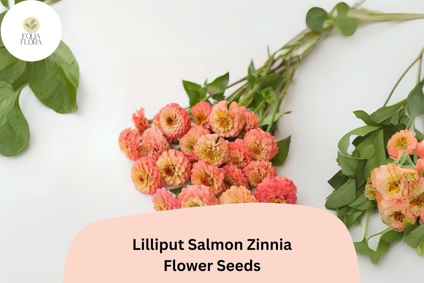 Lilliput Salmon Zinnia Seeds - 100+ Non-GMO Mini Pompon Blooms (Zinnia elegans) for Borders & Summer Gardens