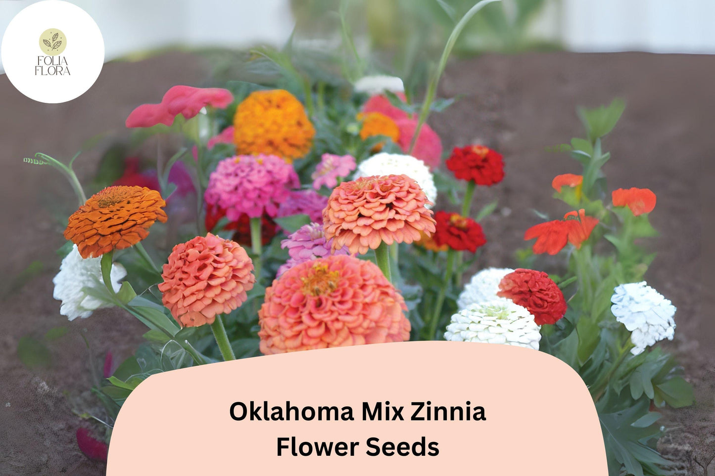 Oklahoma Mix Zinnia Seeds - 100+ Non-GMO Seeds (Zinnia elegans) - Double Blooms in Pink, Red, Orange, Yellow & White