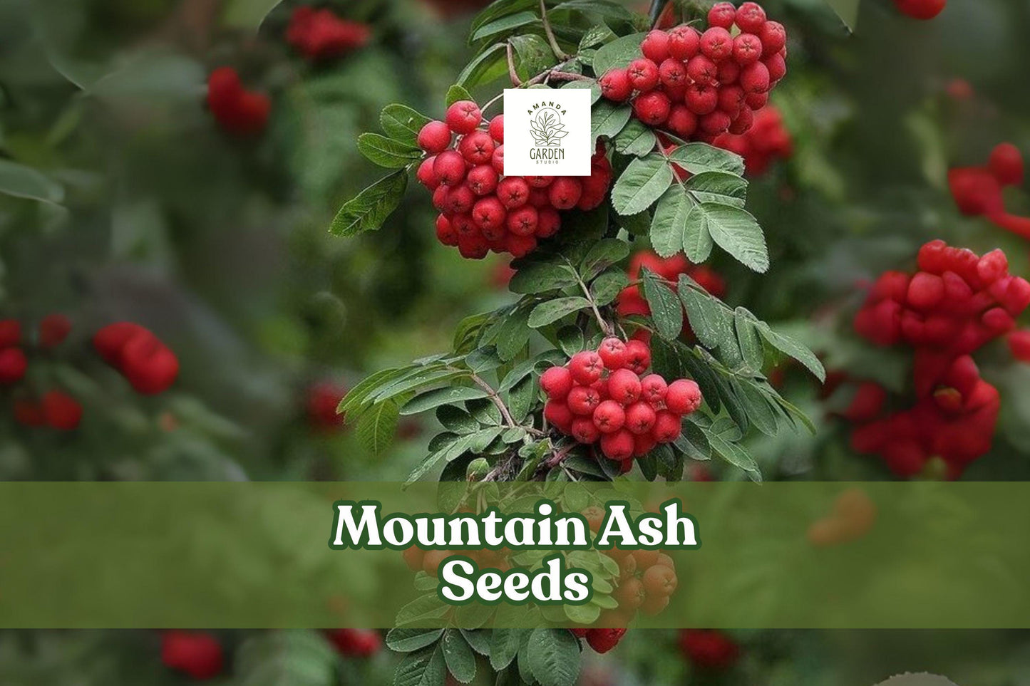 Mountain Ash Seeds - 50 Pack - Red Berries & White Flowers - Sorbus aucuparia - Hardy Ornamental Tree for Landscaping