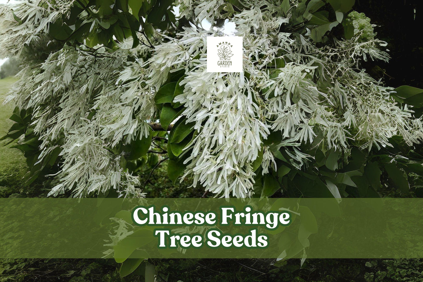 Chinese Fringe Tree Seeds - 10 Count - Ornamental Tree with White Flowers - Chionanthus retusus - Hardy Landscaping Plant