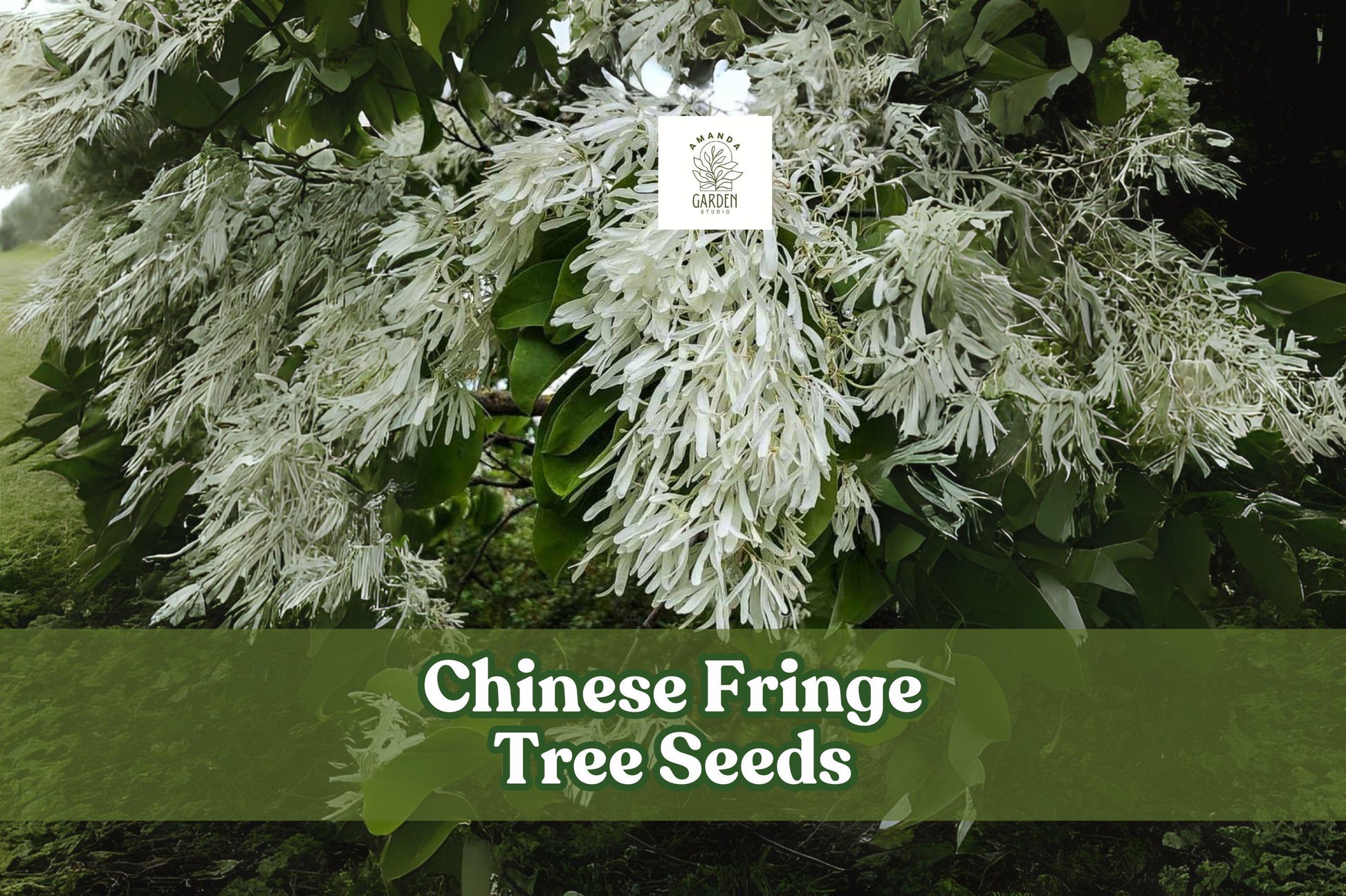 Chinese Fringe Tree Seeds - 10 Count - Ornamental Tree with White Flowers - Chionanthus retusus - Hardy Landscaping Plant