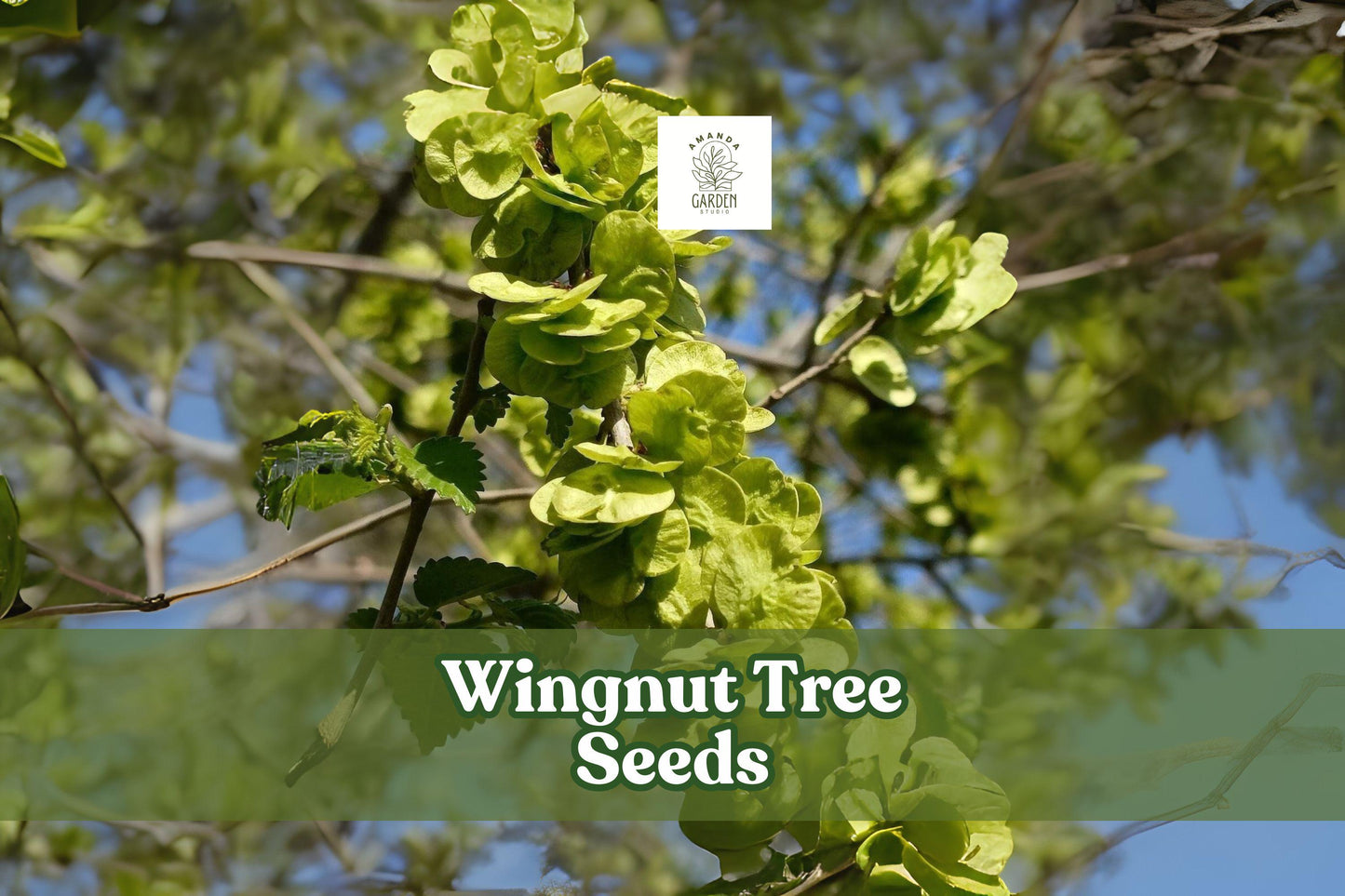 Wingnut Tree Seeds - 10 Fresh Seeds - Hardy Shade Tree - Pterocarya fraxinifolia - Ornamental Fast-Growing Tree for Landscape