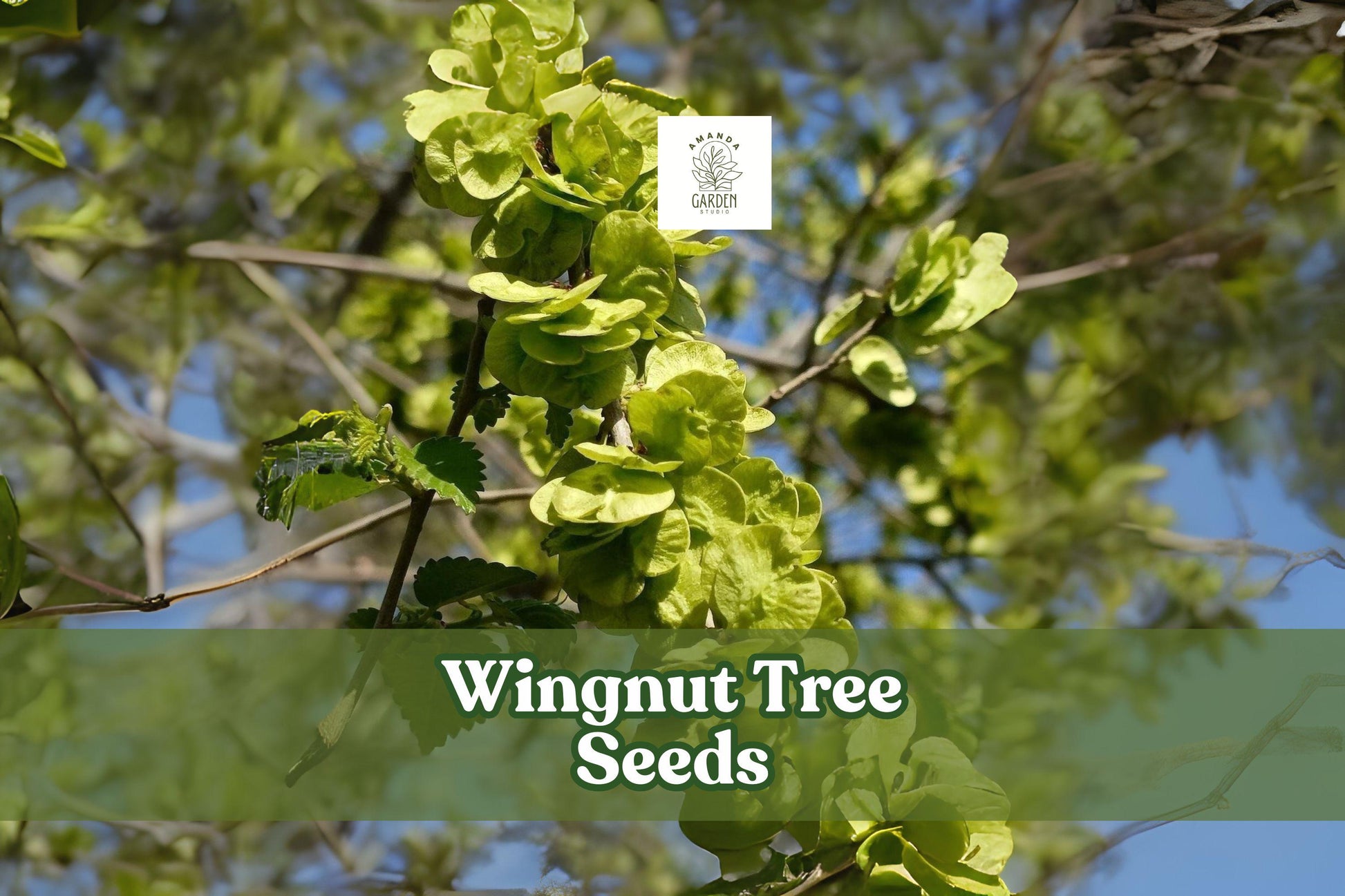 Wingnut Tree Seeds - 10 Fresh Seeds - Hardy Shade Tree - Pterocarya fraxinifolia - Ornamental Fast-Growing Tree for Landscape