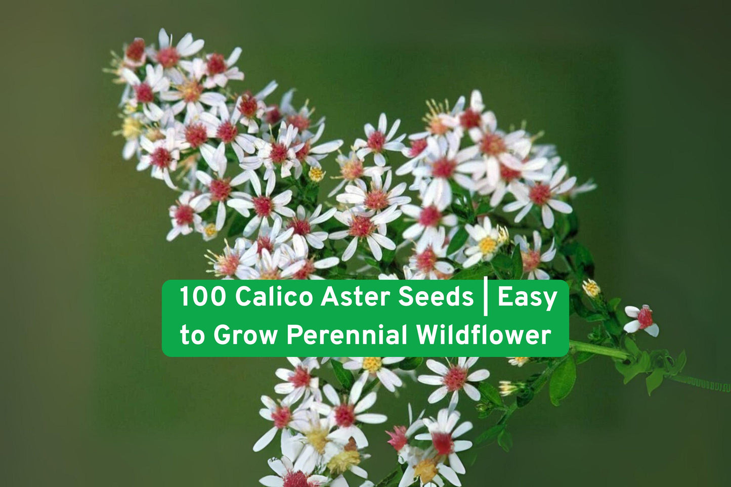 Calico Aster Seeds - 100 Count | Easy to Grow Perennial Wildflower | Pollinator Friendly | Aster novae-angliae