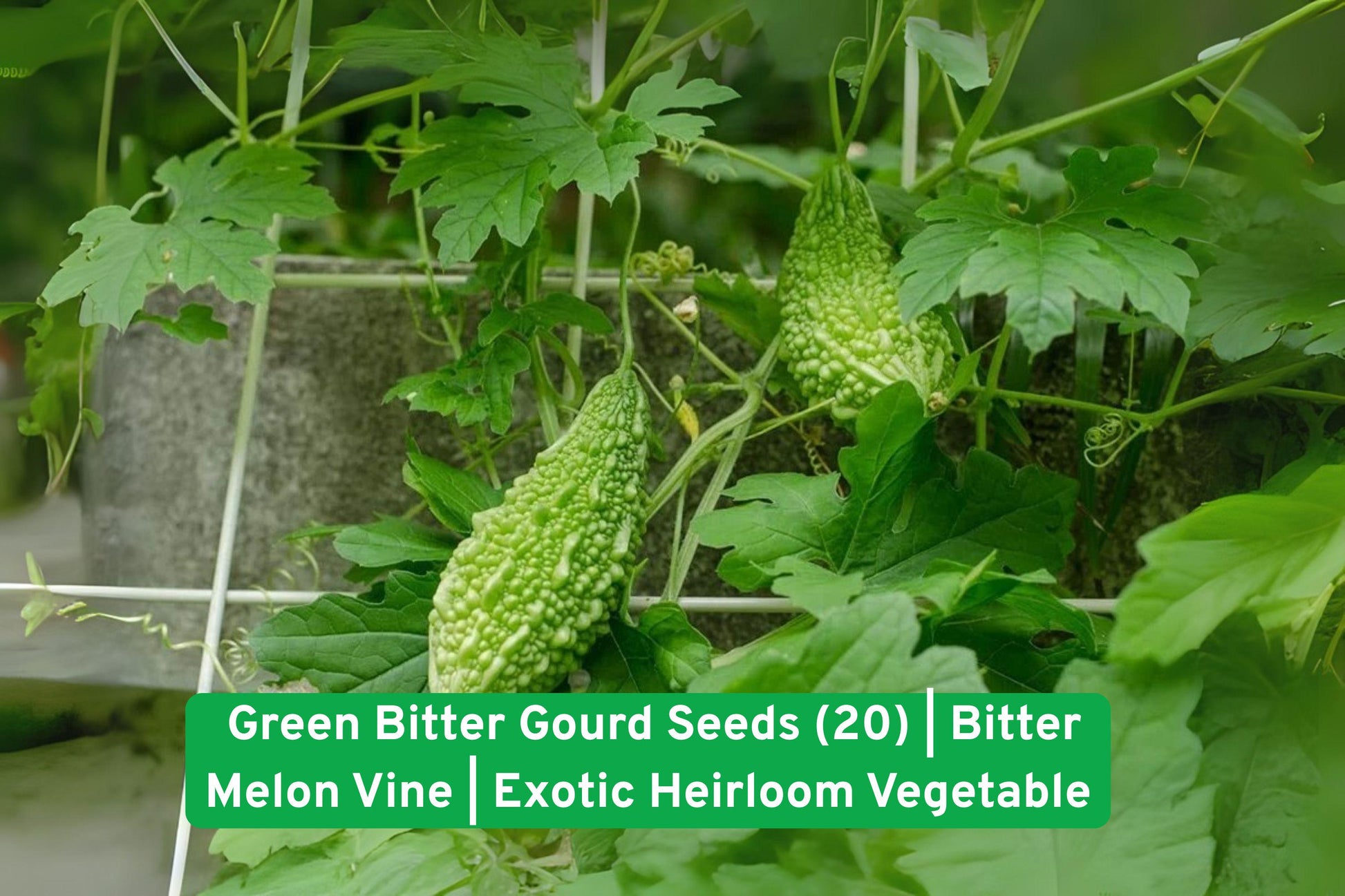 Bitter Gourd Seeds (20) - Non-GMO Green Bitter Melon Seeds, Exotic Heirloom Vegetable, Easy to Grow, Cucurbita maxima
