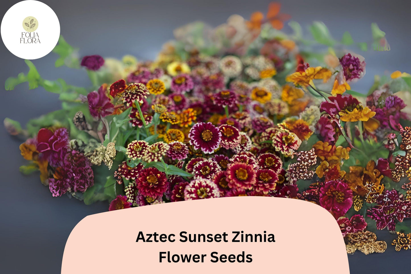Aztec Sunset Zinnia Seeds - 100+ Non-GMO Bi-Color Blooms (Zinnia haageana) for Summer Gardens & Cut Flowers