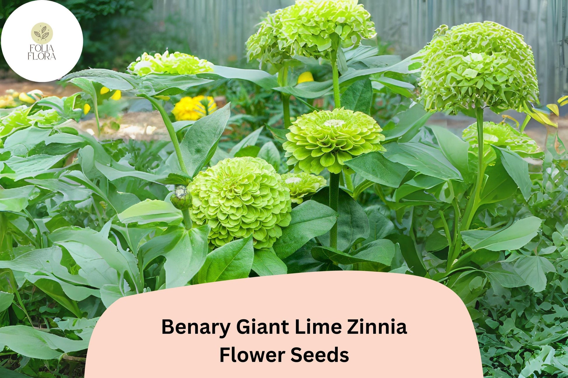 100+ Benary Giant Lime Zinnia Seeds - Zinnia elegans - Unique Lime Green Blooms for Summer Gardens & Cut Flowers