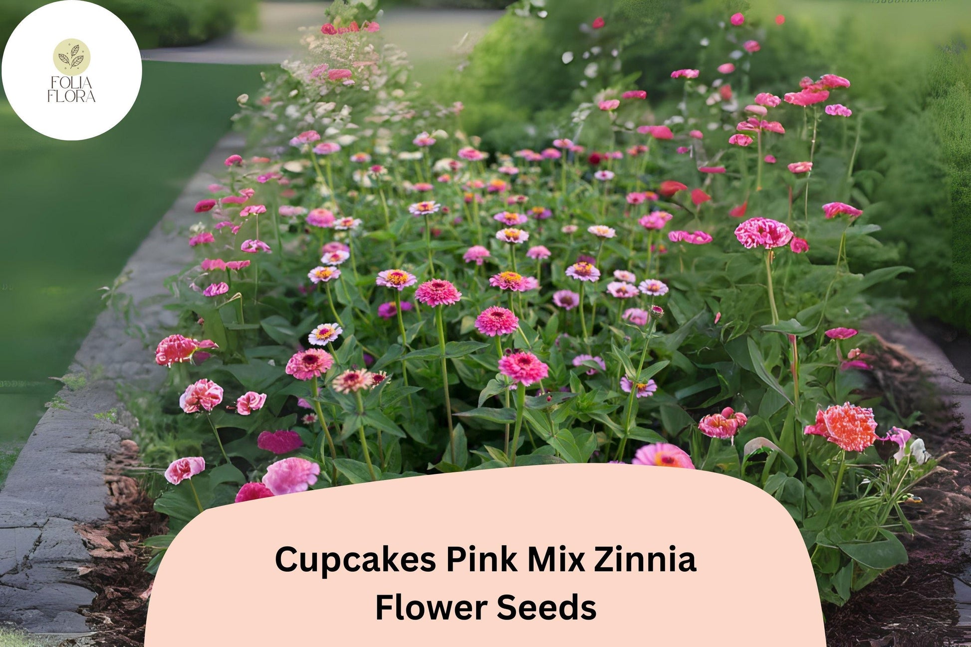 Cupcakes Pink Zinnia Seeds - 100+ Non-GMO Ruffled Blooms (Zinnia elegans) - Summer Annual for Gardens and Bouquets
