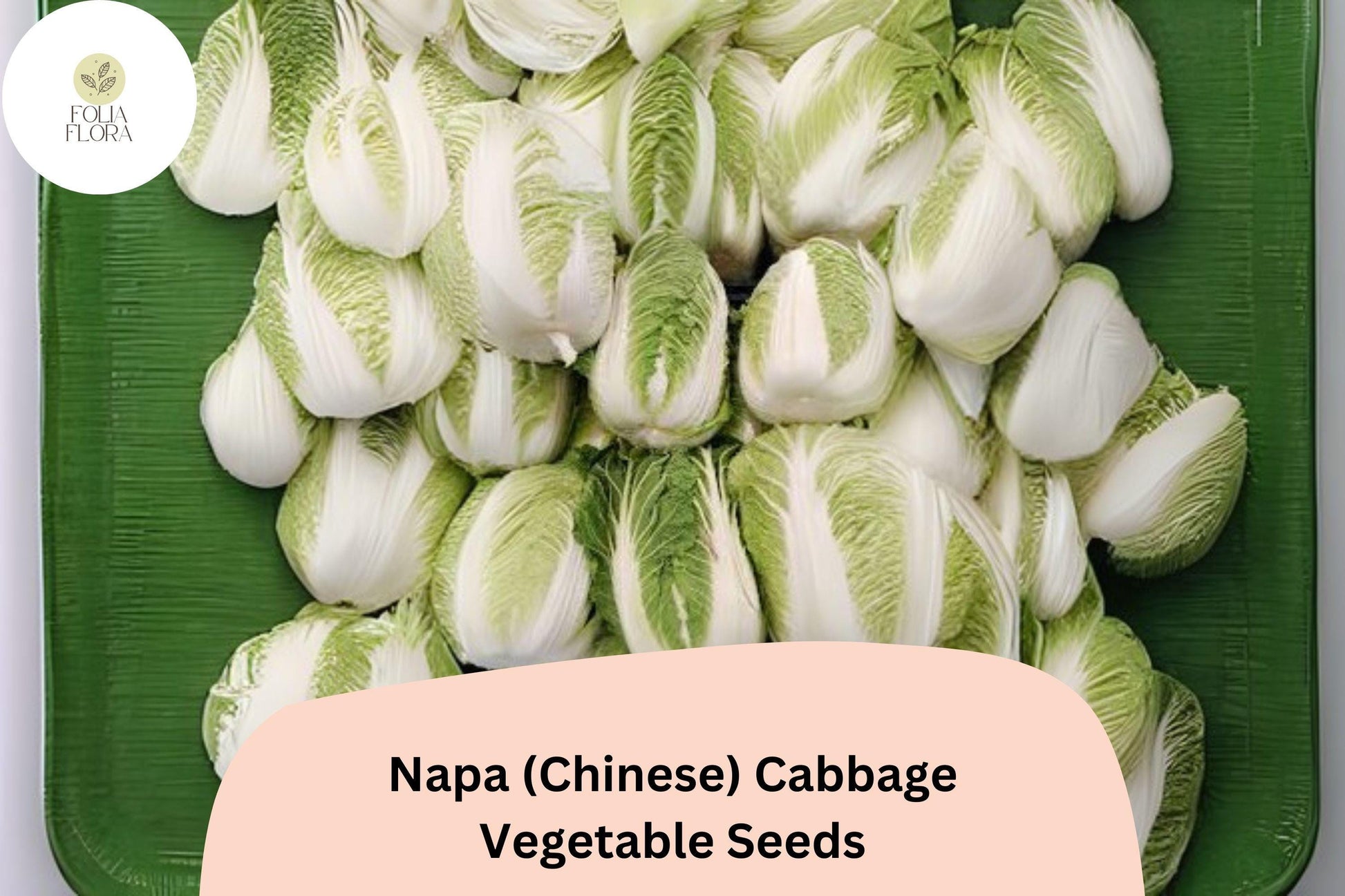 Napa Cabbage Seeds | 500+ Heirloom Brassica rapa var. pekinensis | Tender Green, Oblong Heads for Kimchi & Stir-Fries
