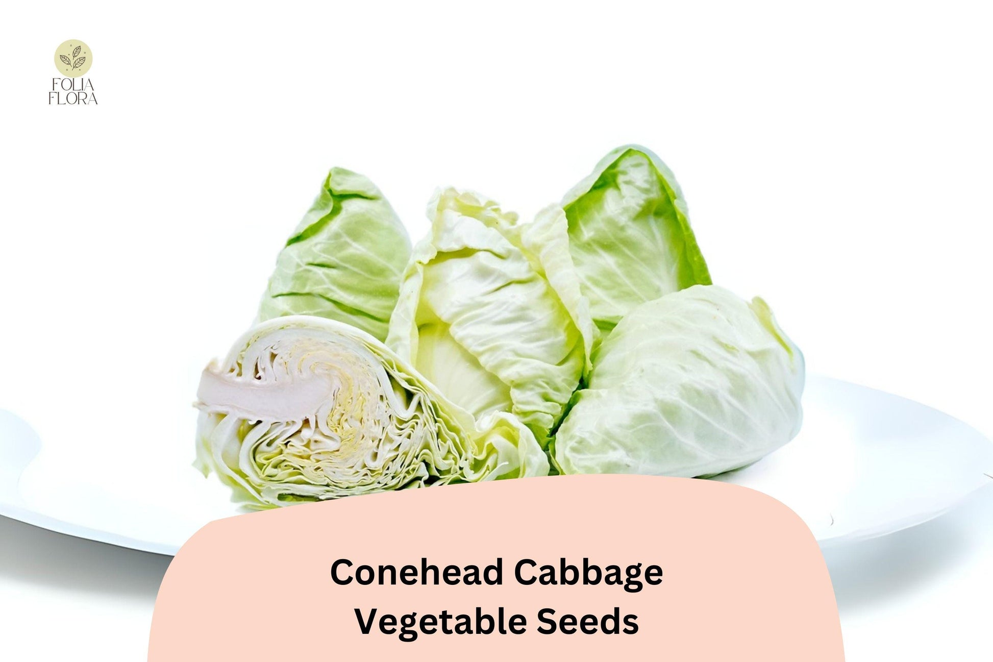 Conehead Cabbage Seeds - 500+ Heirloom Brassica oleracea - Sweet Pointed Heads for Garden Planting